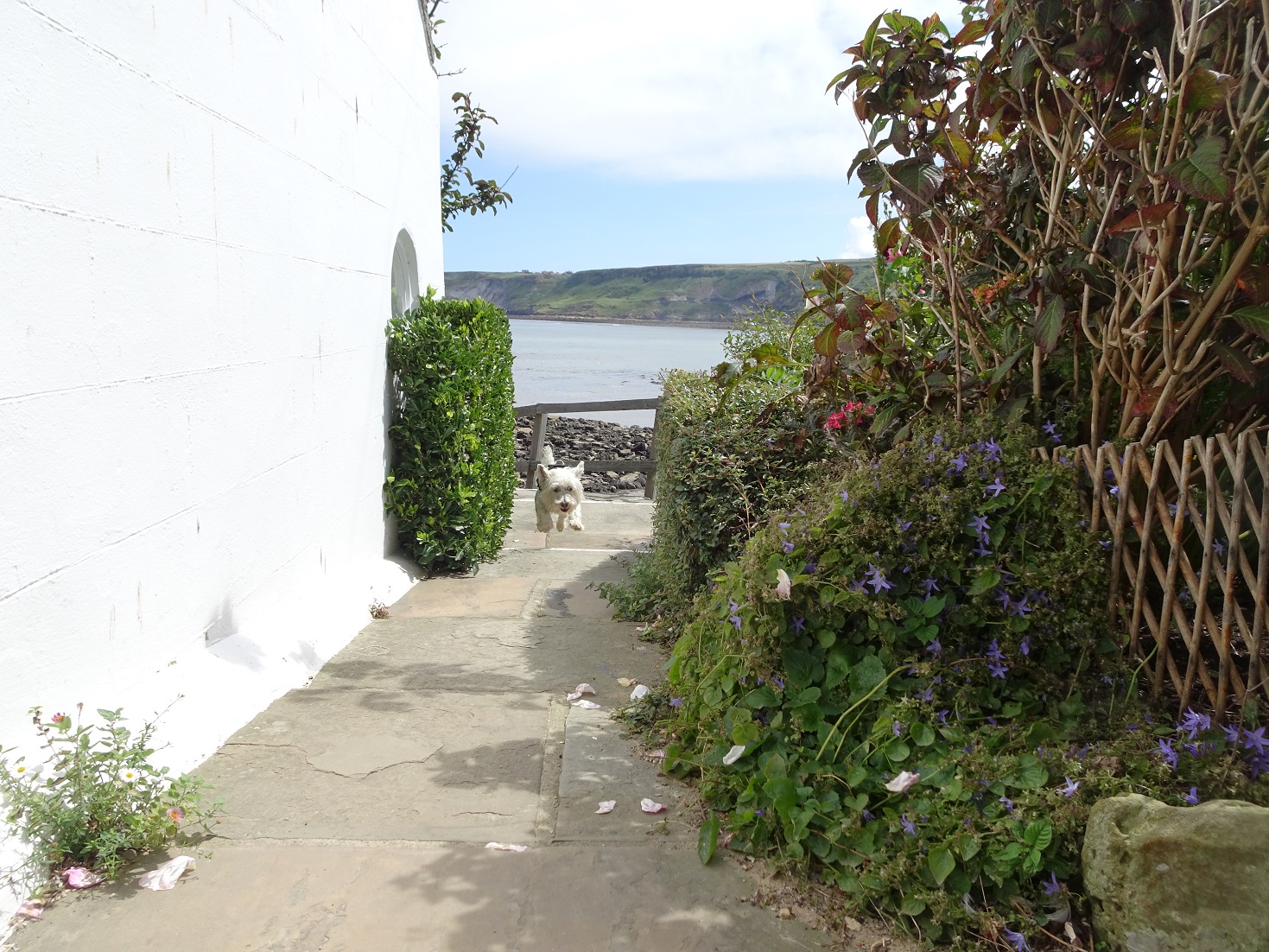 poppy the westie in a lane at Runswick bay