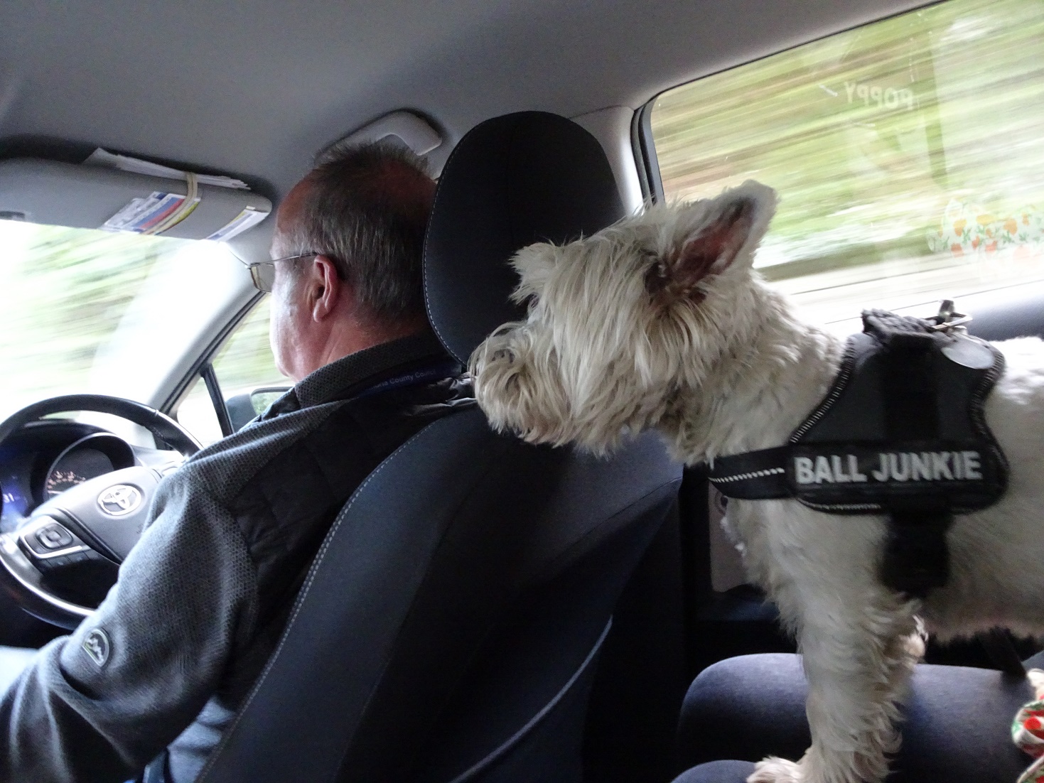 poppy the westie in davies taxi keswick