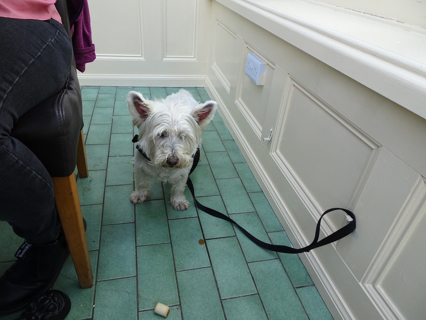 poppy the westie in the carradale hotel