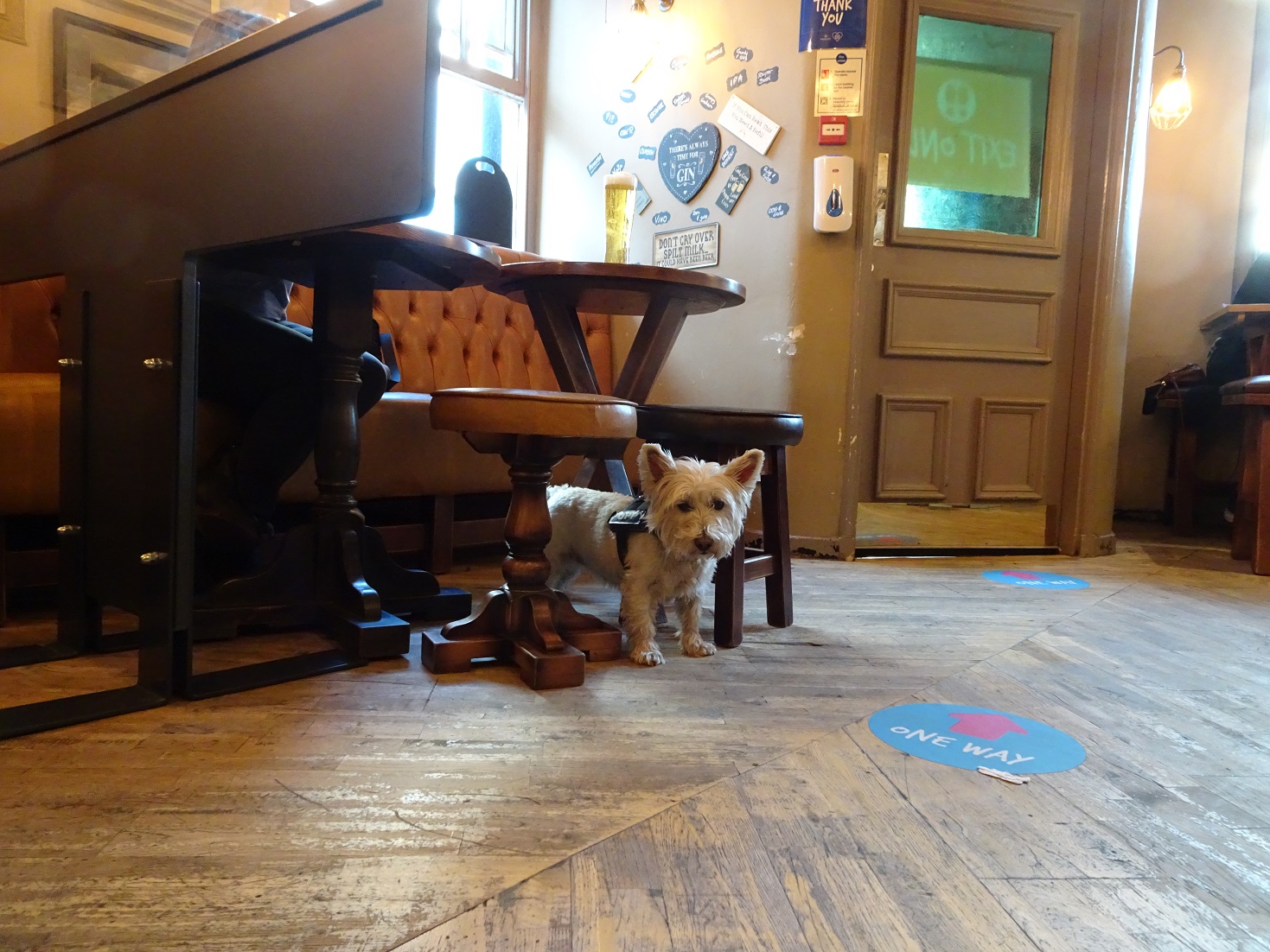 poppy the westie in the dog and gun keswick