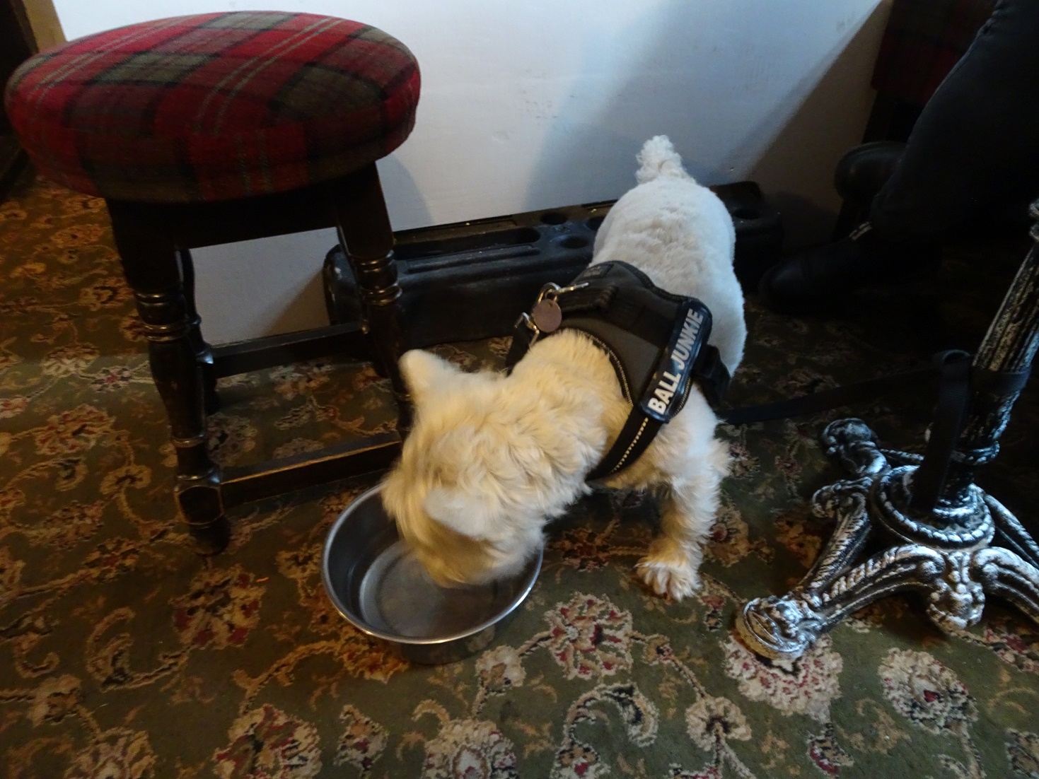 poppy the westie in the George hotel Keswick