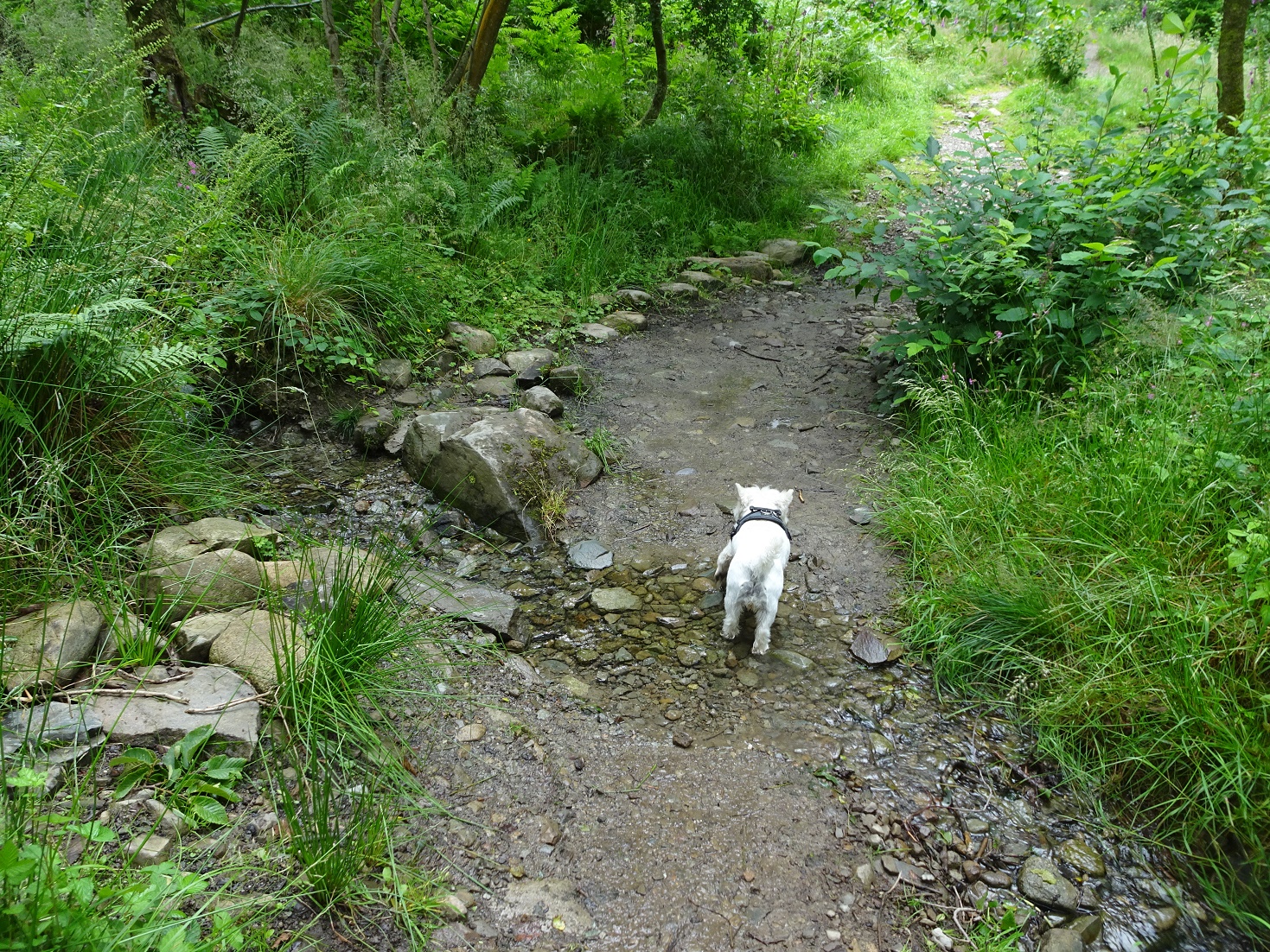 poppy the westie in the great forest Keswick