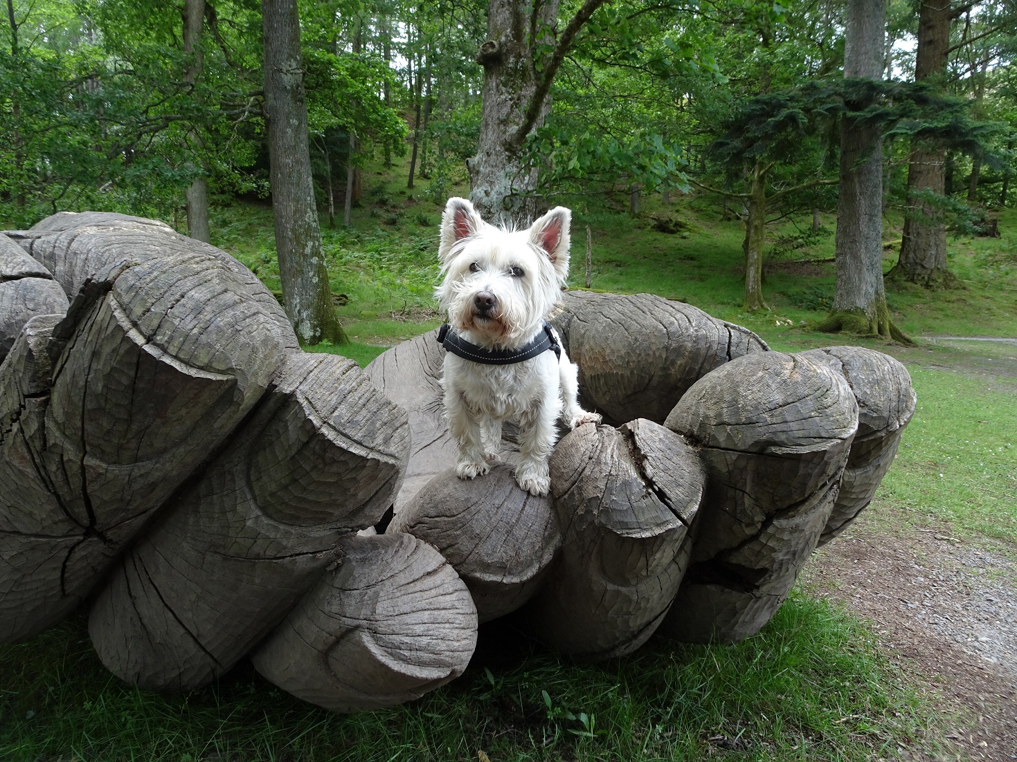 poppy the westie in wooden hands