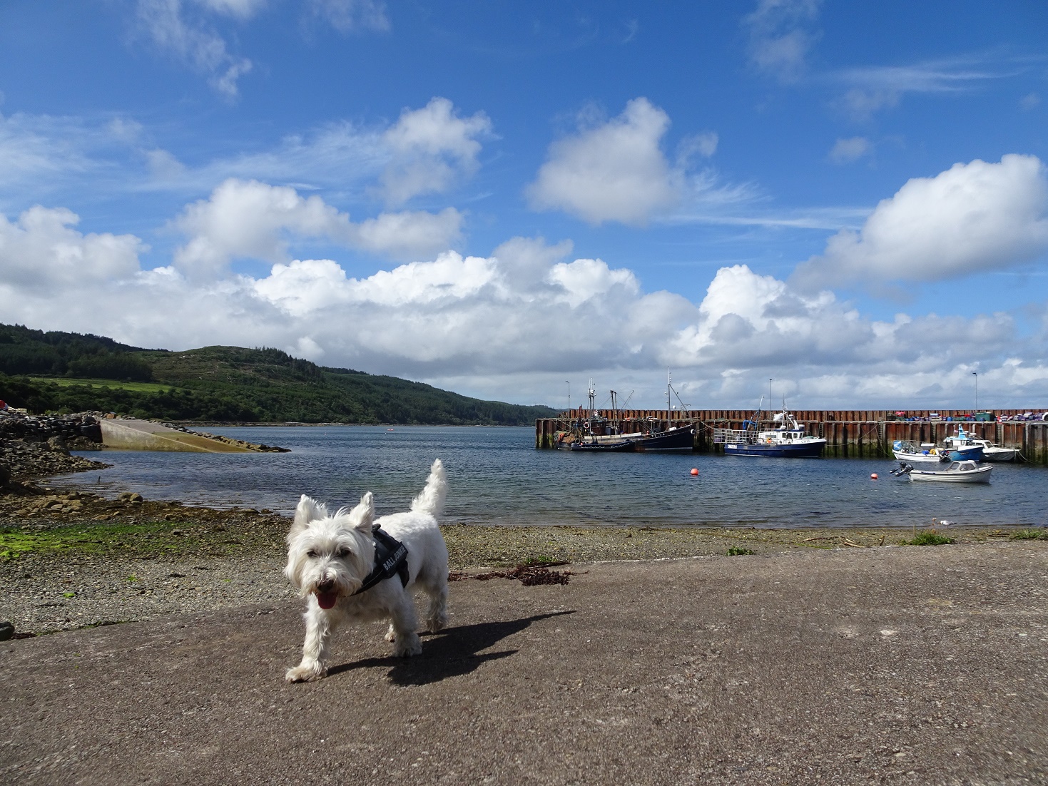 poppy the westie leaving carradale harbour