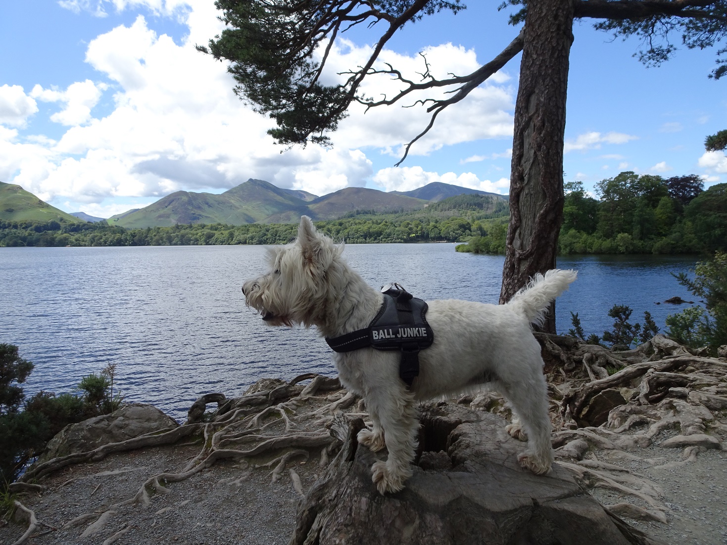 poppy the westie look out over Derwent Water Keswick