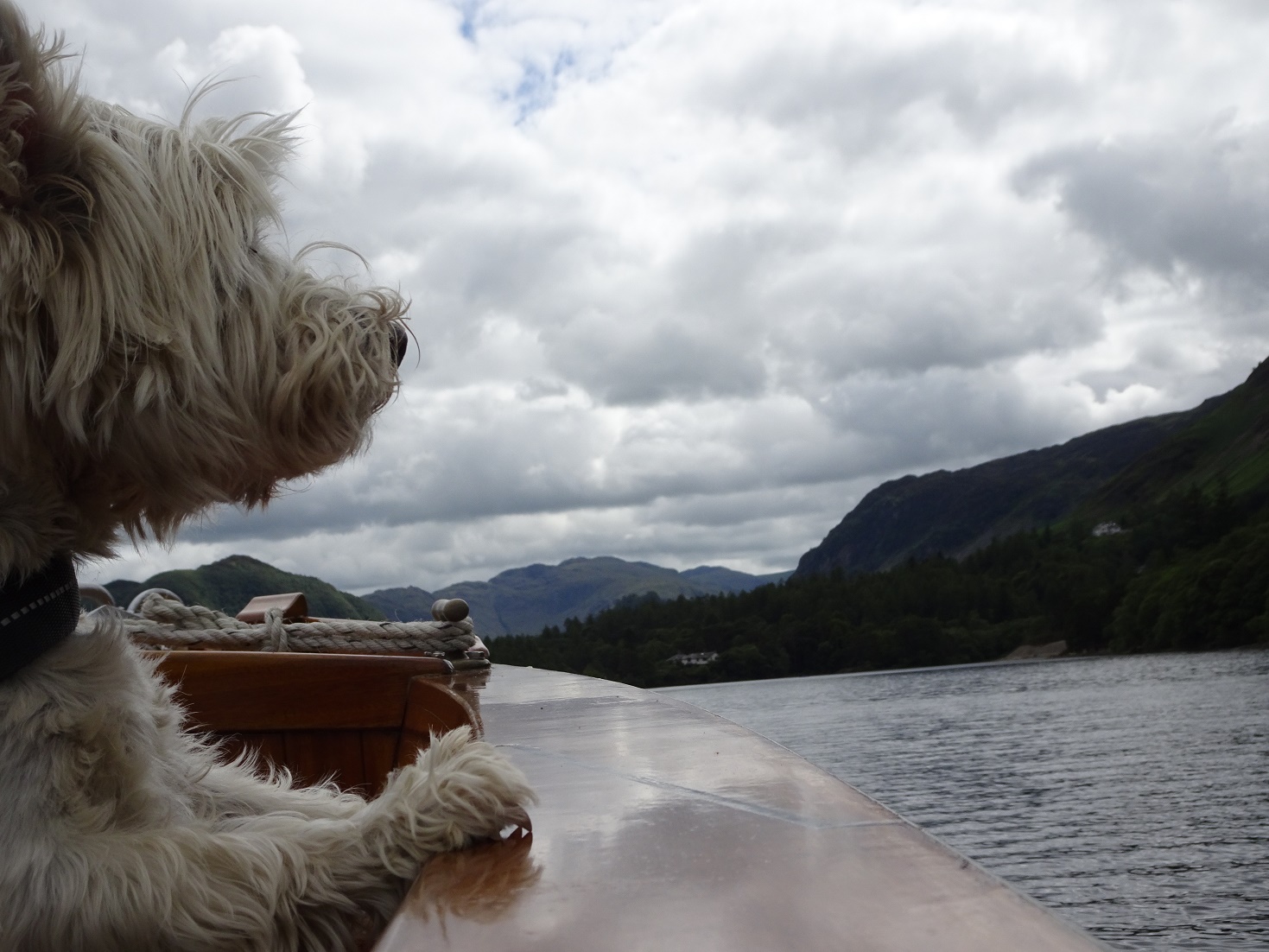 poppy the westie looking at cat bells