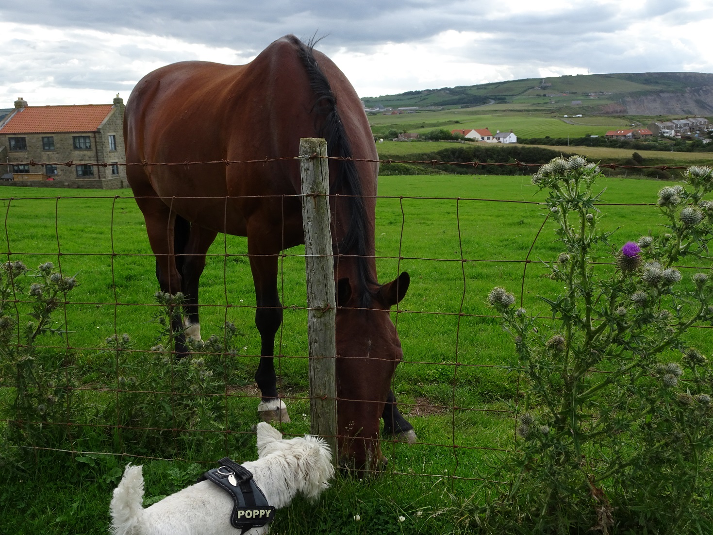 poppy the westie meats a horse