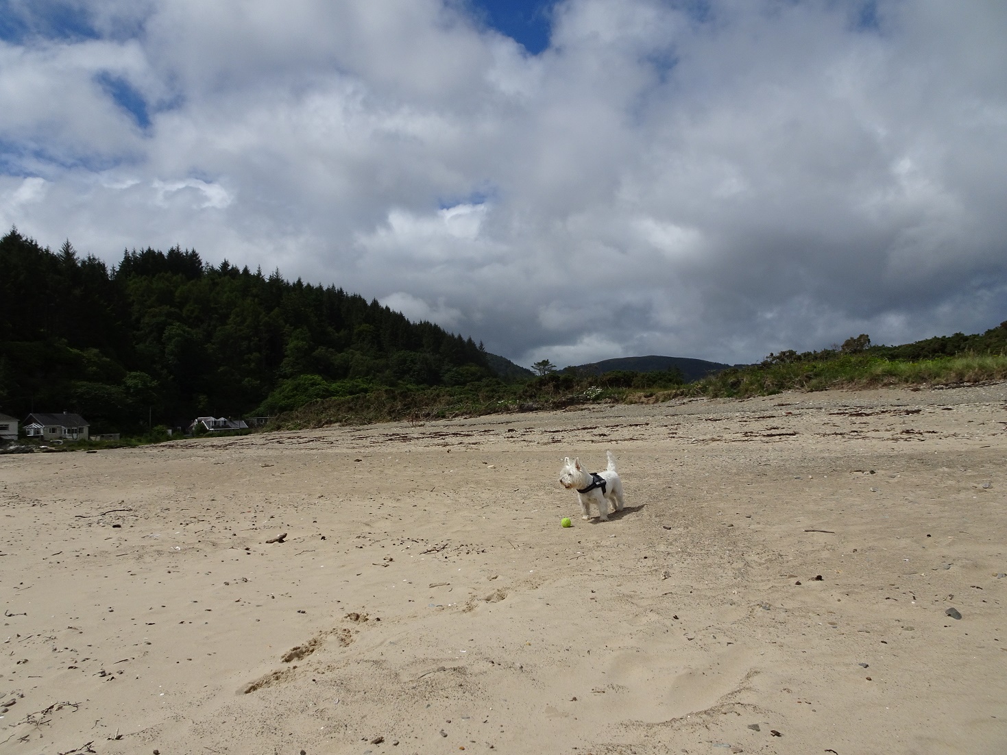 poppy the westie on Carradale Beach with ball