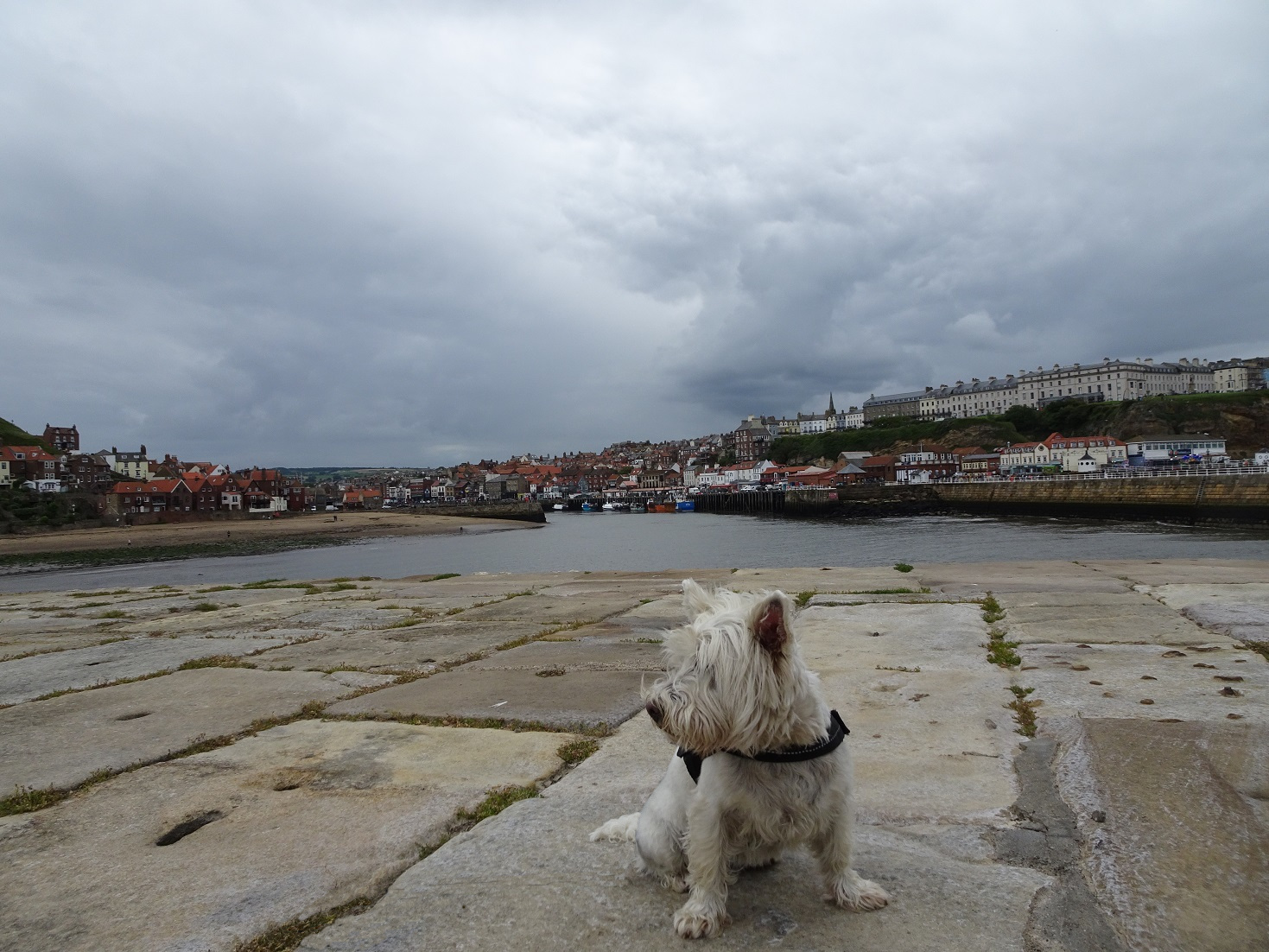 poppy the westie on Whitbey pier