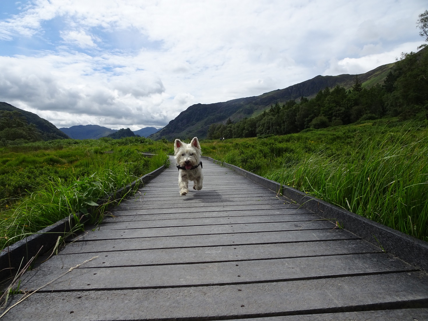 poppy the westie on a board walk in keswick