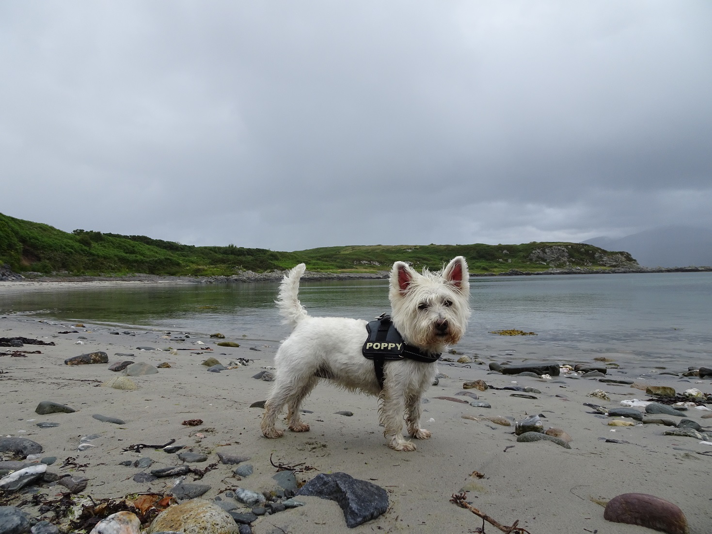 poppy the westie on beach at Port Righ