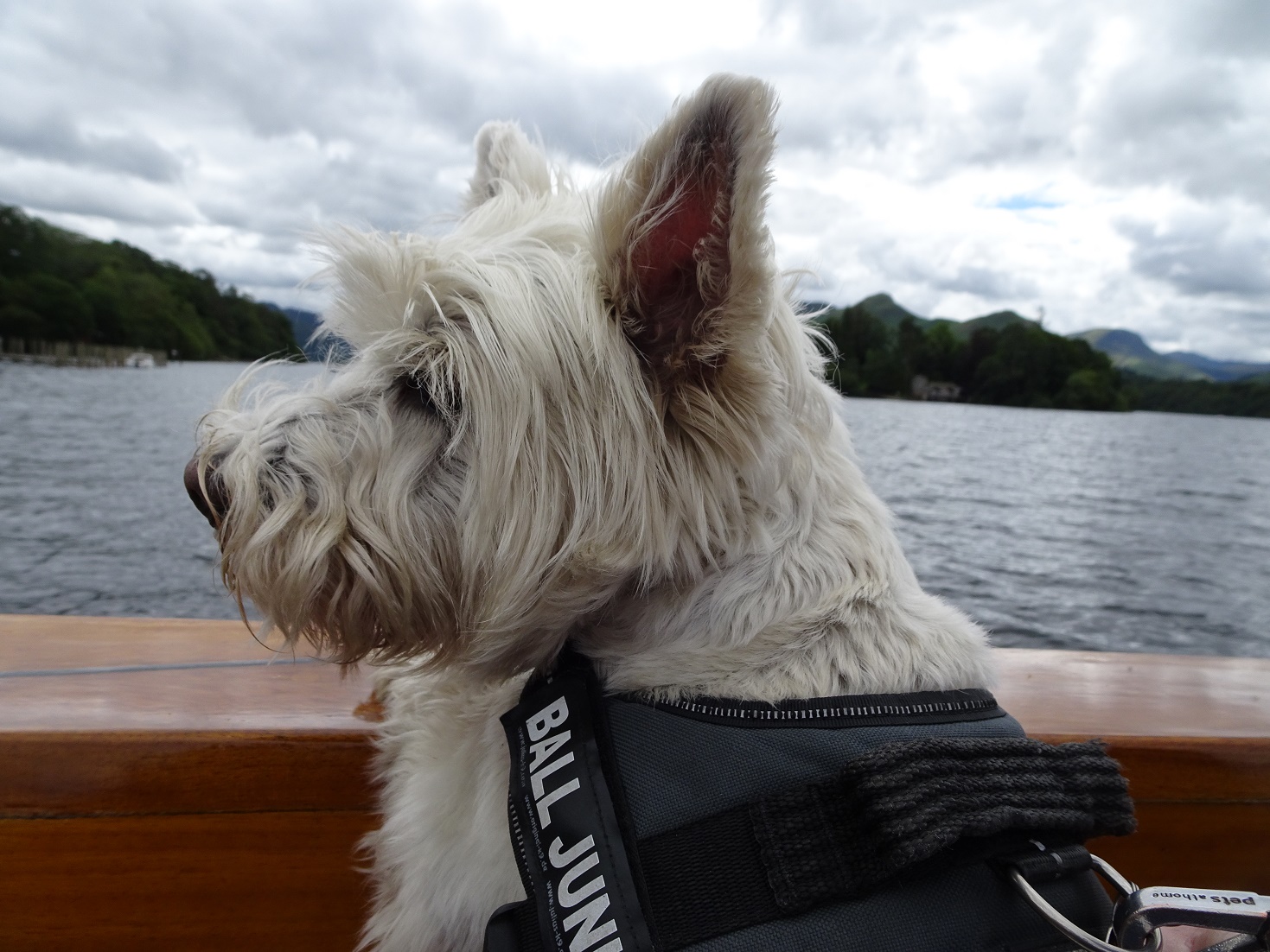 poppy the westie on boat at derwent water