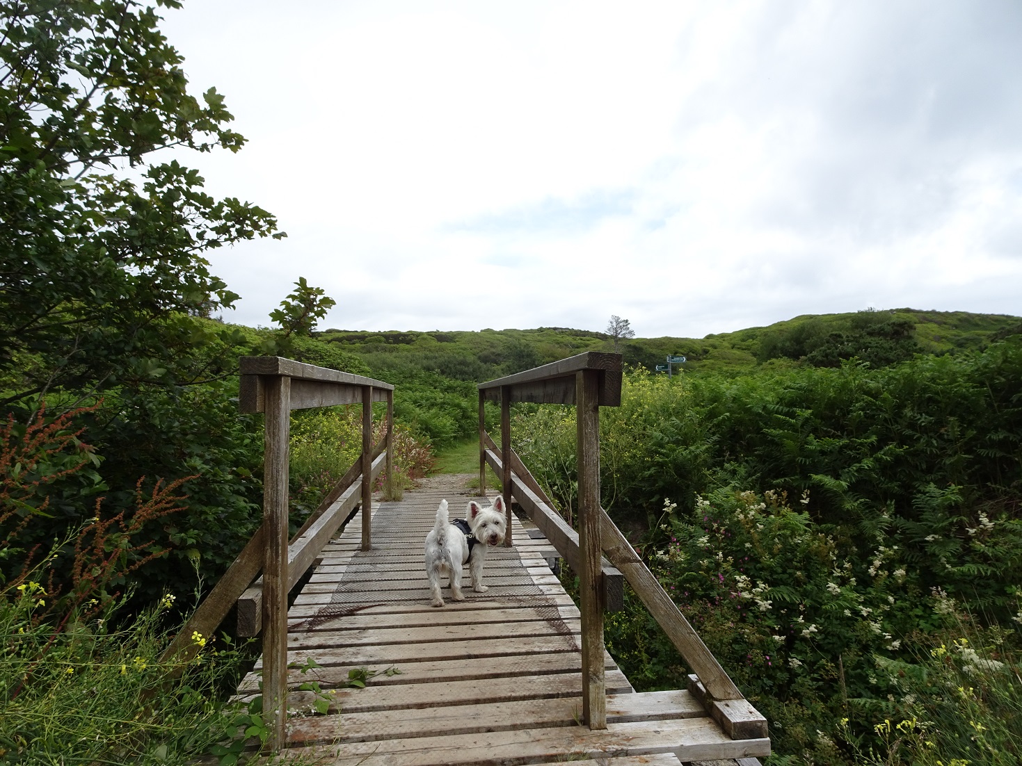 poppy the westie on bridge from carradale