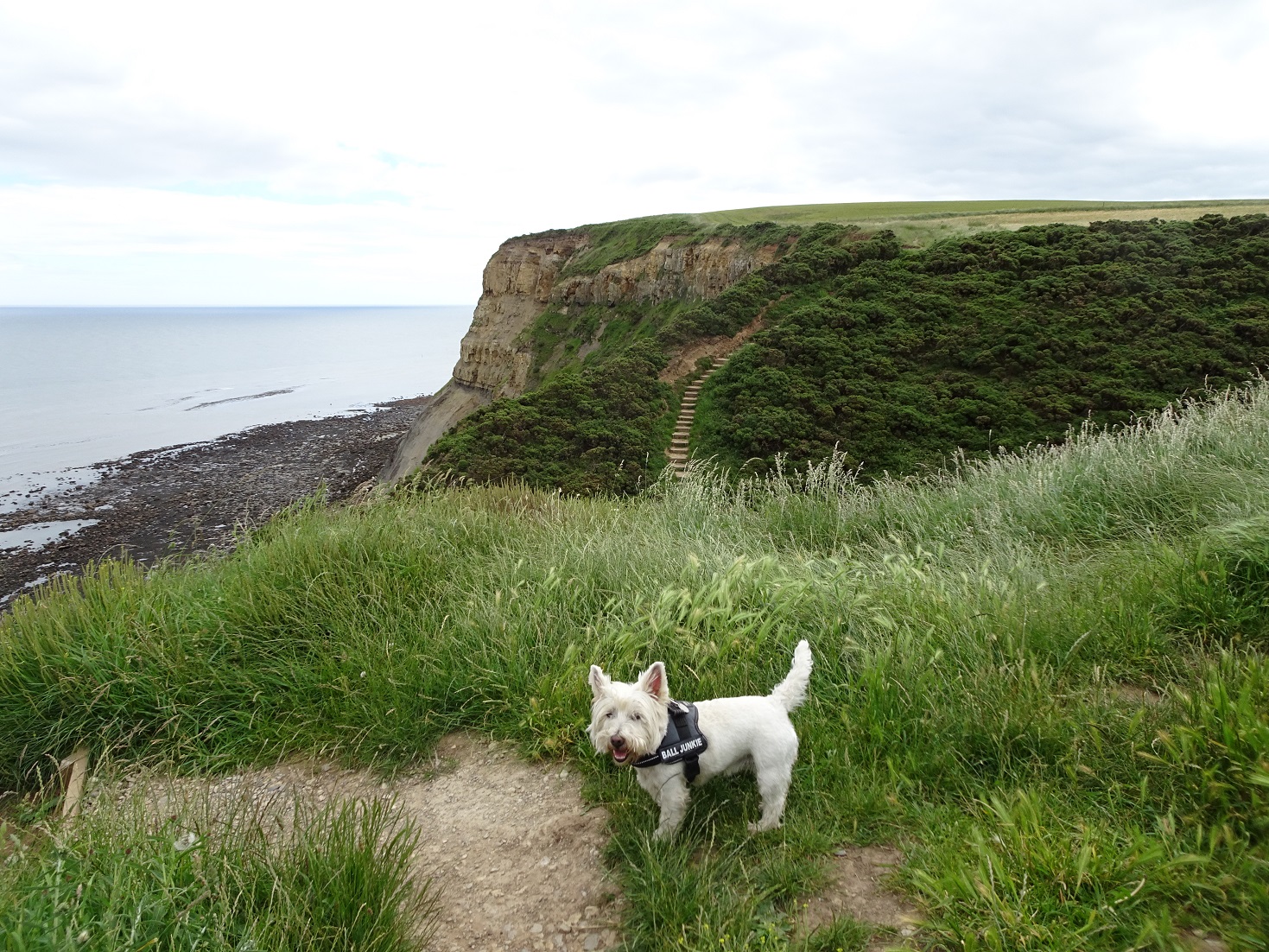 poppy the westie on path to Port Mulgrave