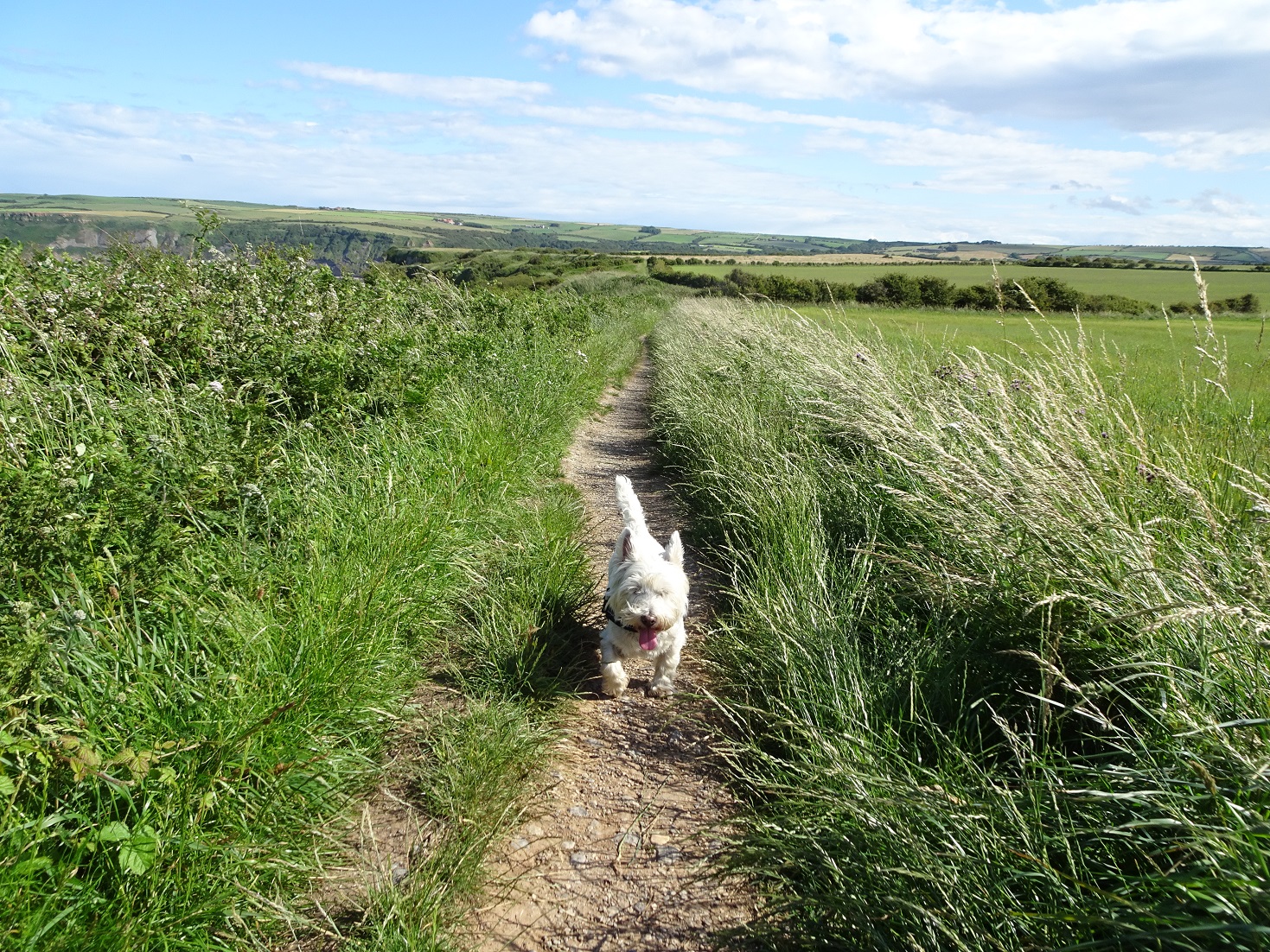 poppy the westie on path to Staithes