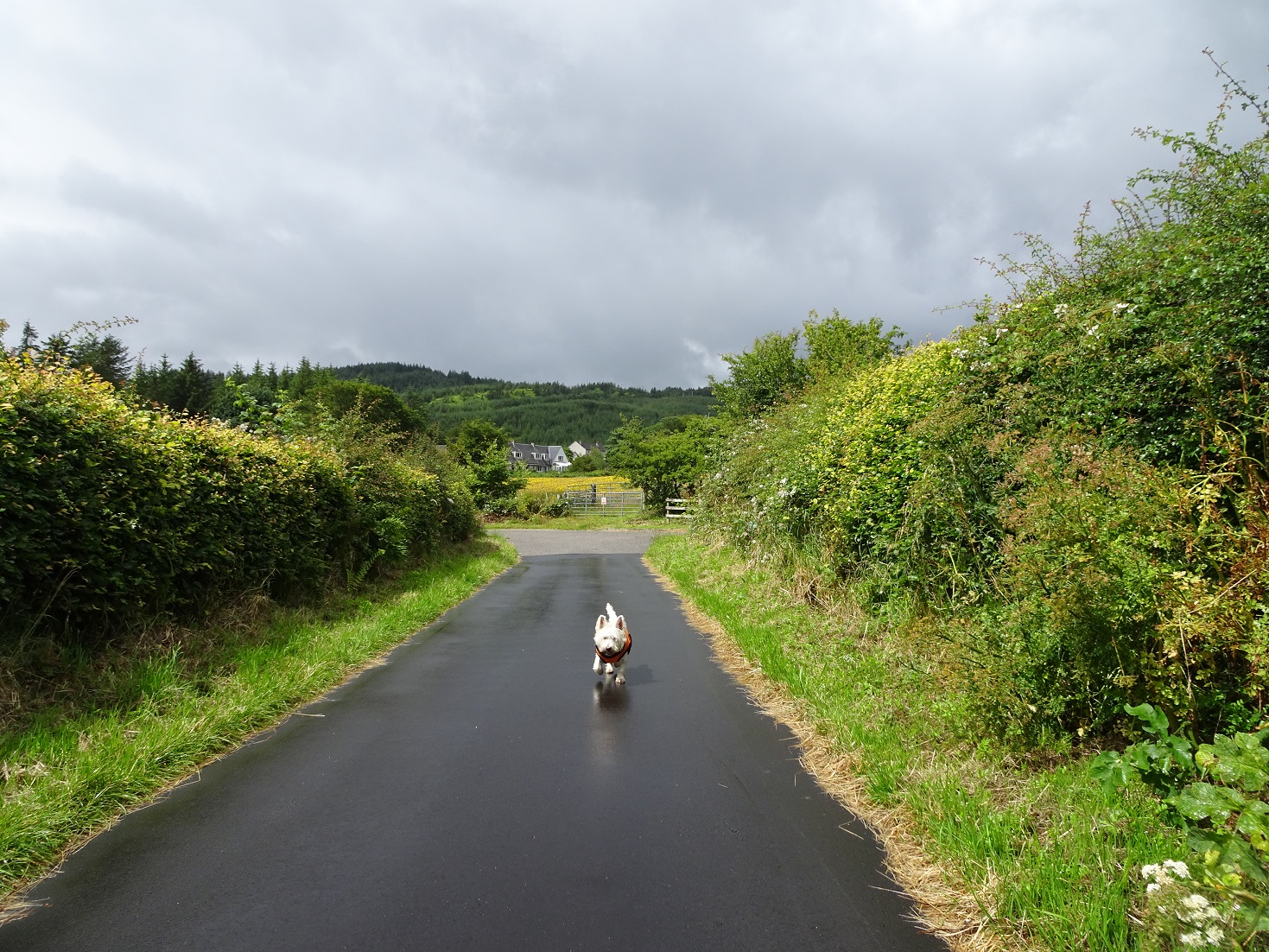 poppy the westie on road to Port Righ