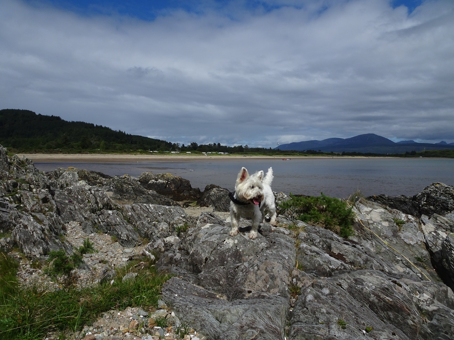 poppy the westie on rocks carradale bay in background