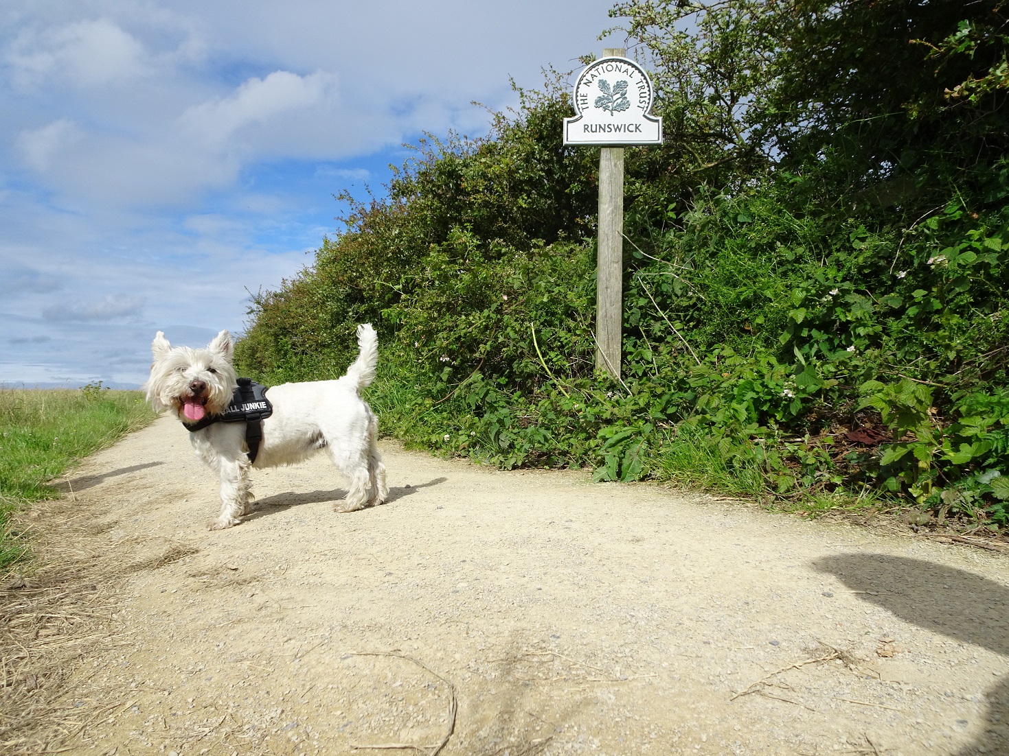 poppy the westie on runswick path