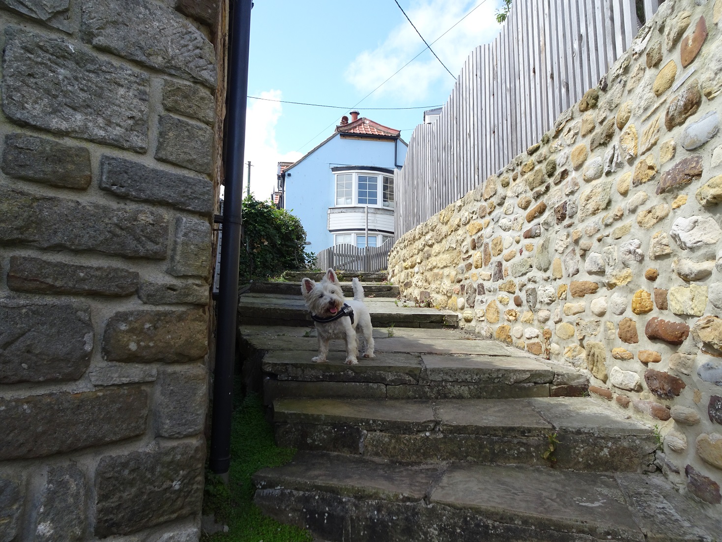 poppy the westie on steps at Runswick Bay