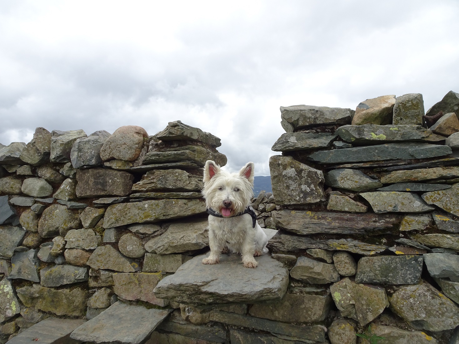 poppy the westie on style at Castlerigg Stone Circle