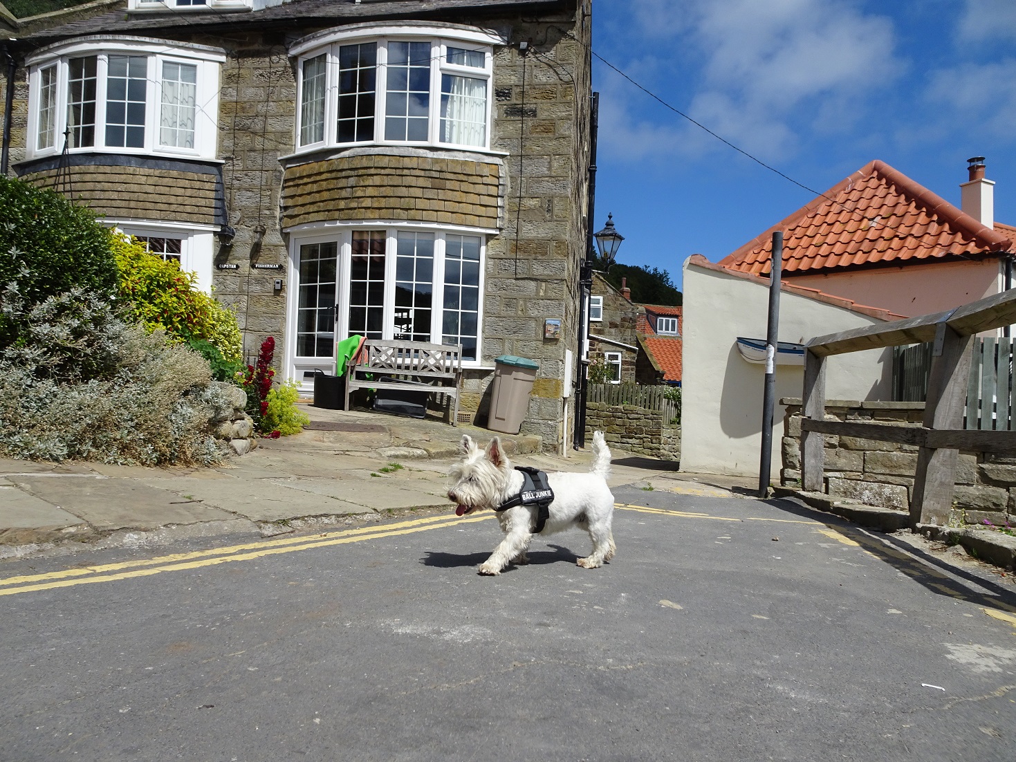 poppy the westie on the main road at Runswick bay 2