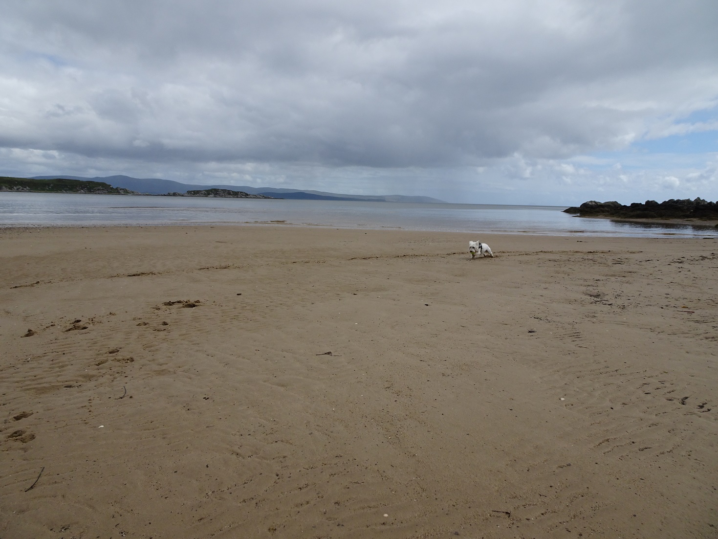 poppy the westie on the quicksands of waterfoot