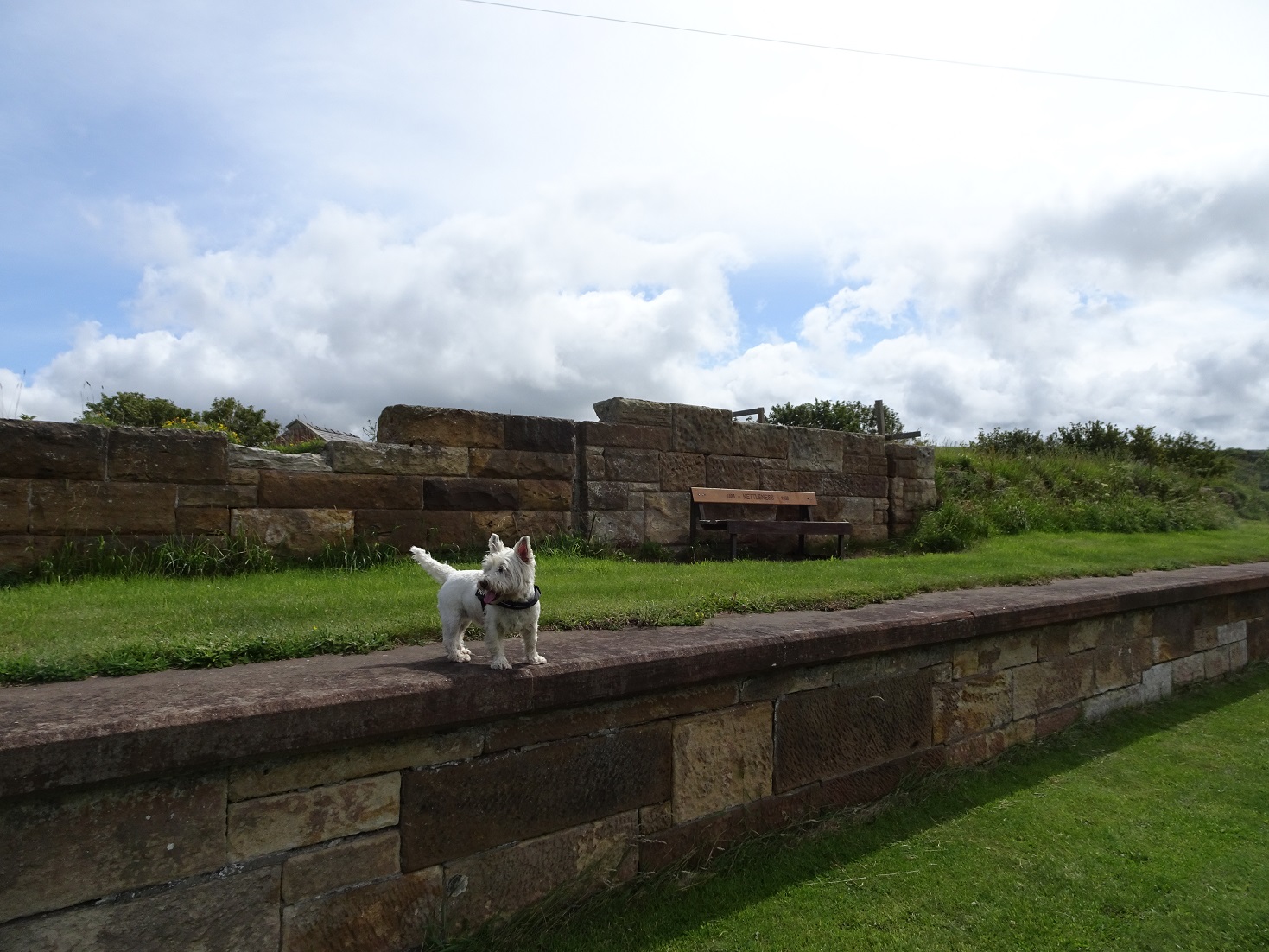 poppy the westie on the railway platform ketleness