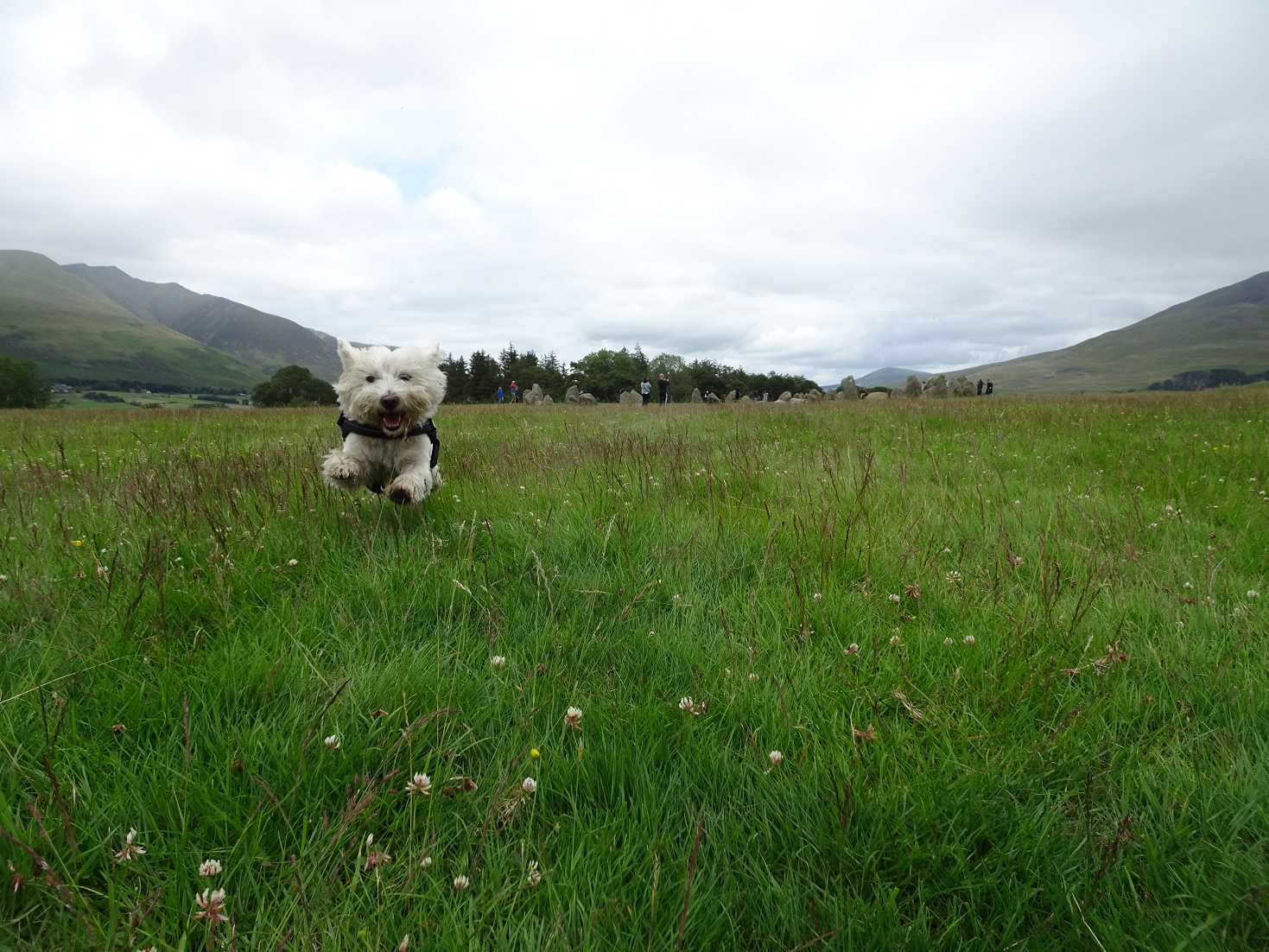 poppy the westie running at Castlerigg Stone Circle