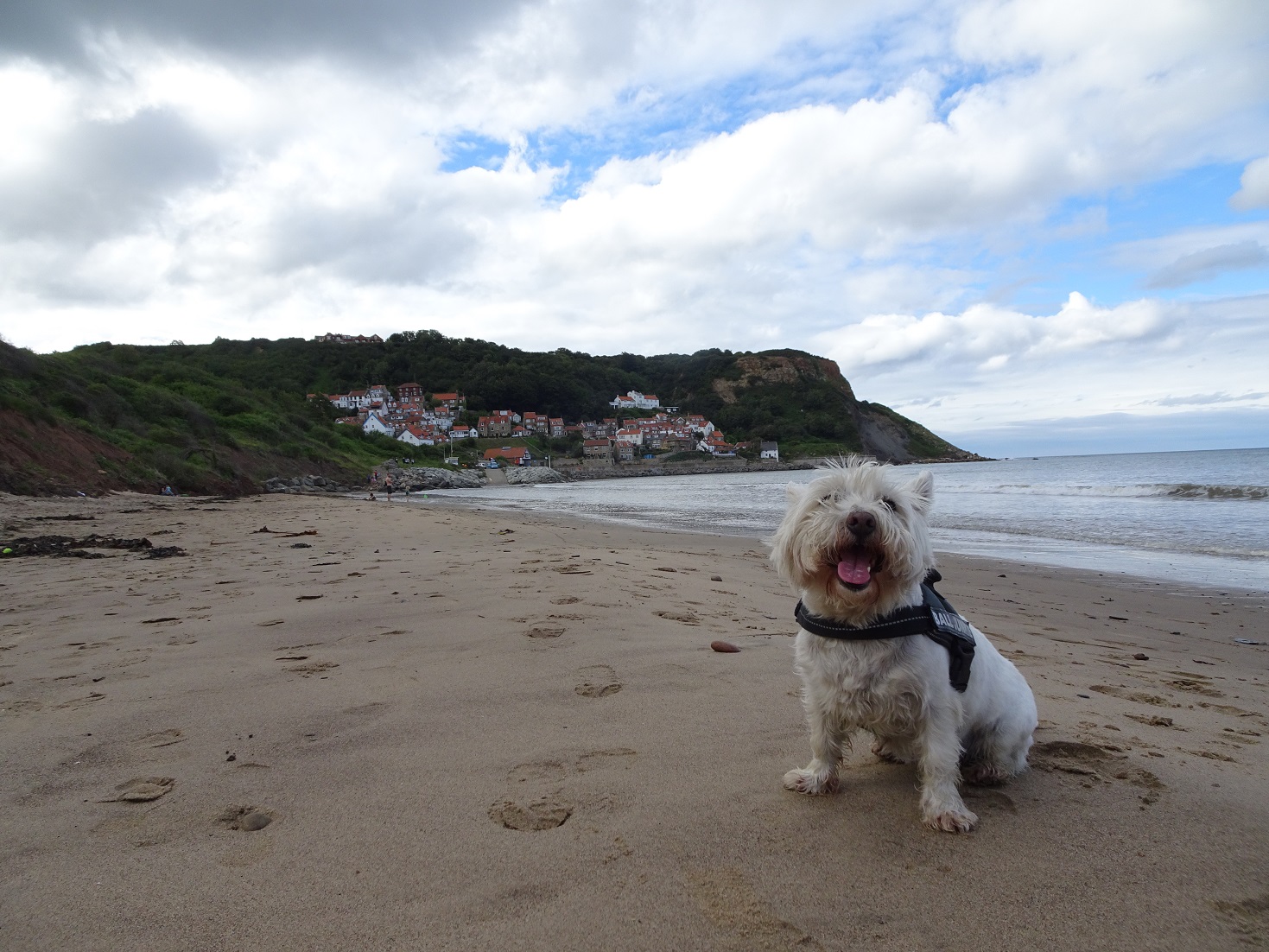 poppy the westie runswick in back ground