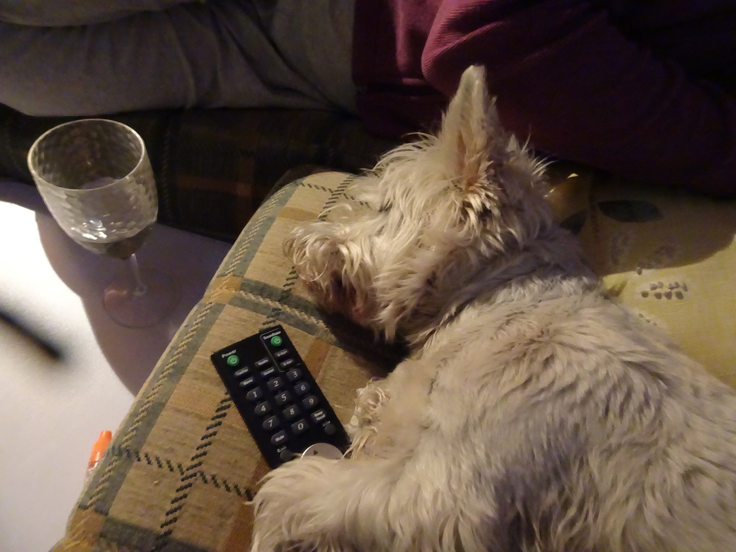 poppy the westie sleeping on tv remote in betsy