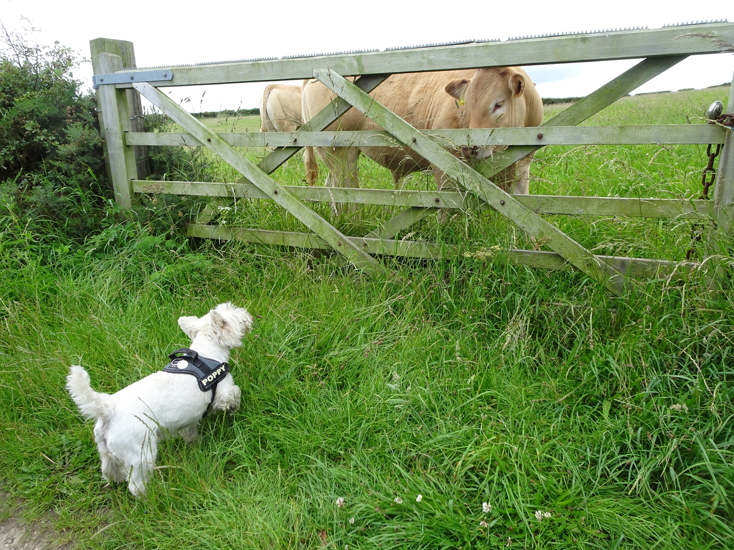 poppy the westie spots a beast