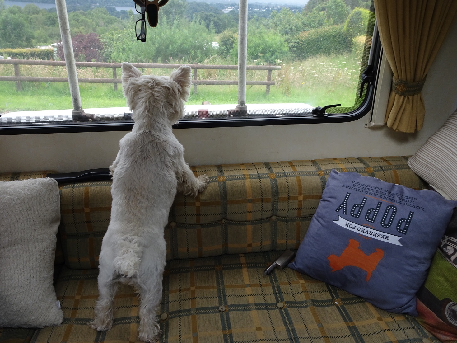 poppy the westie spies a rabbit