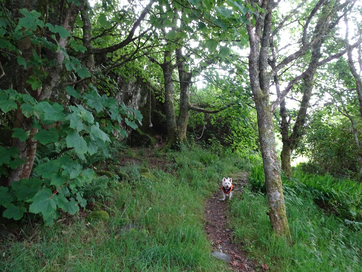 poppy the westie taking shelter Port Righ