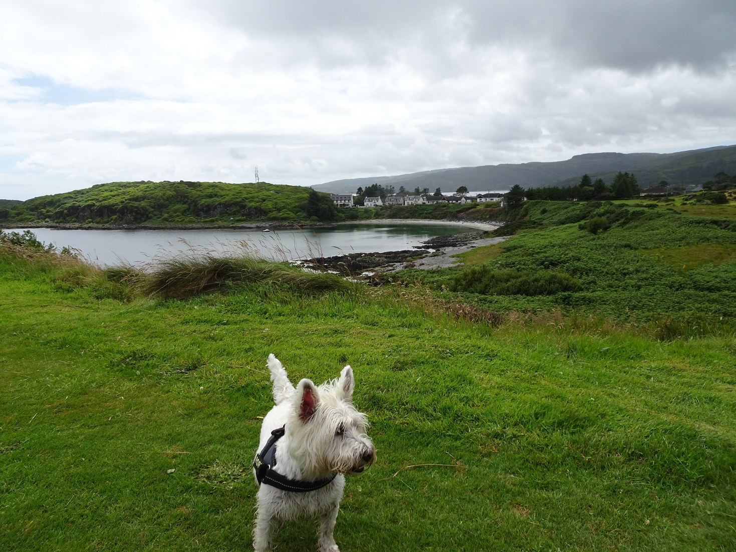 poppy the westie with Port Righ bay in back ground