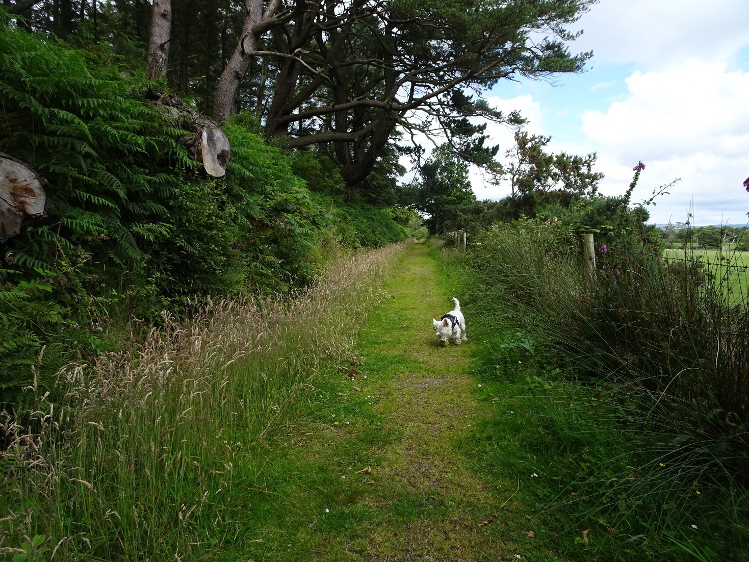 poppysock going back to camp from waterfoot