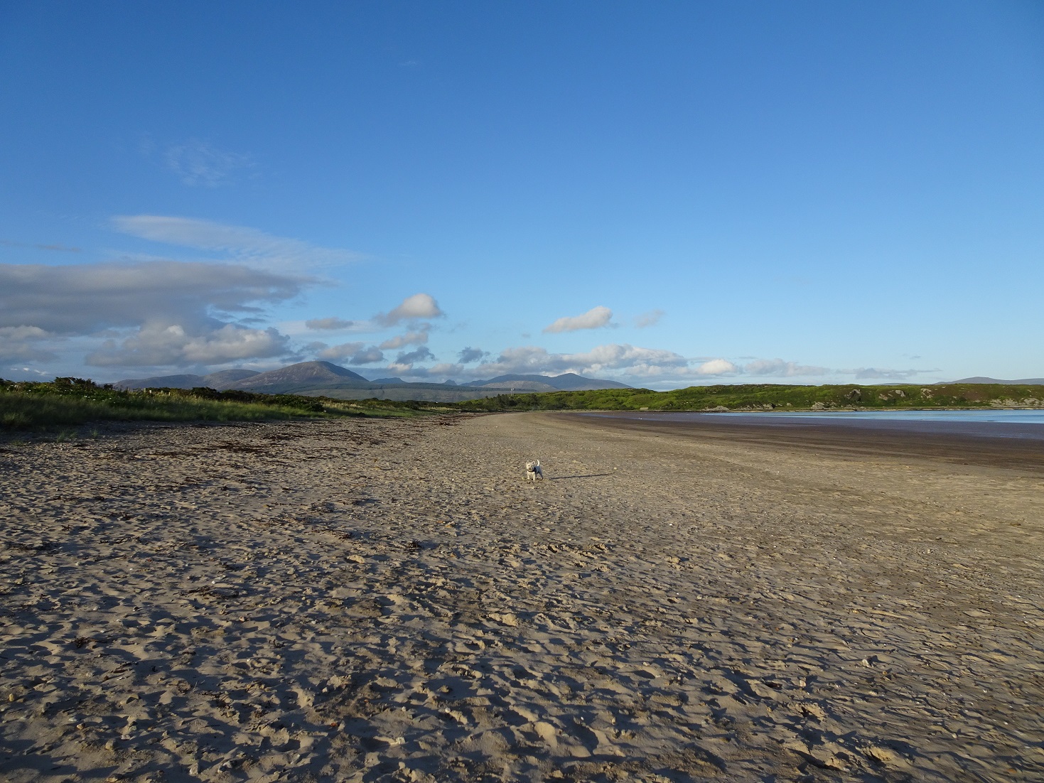 poppysocks at carradale bay at sunset