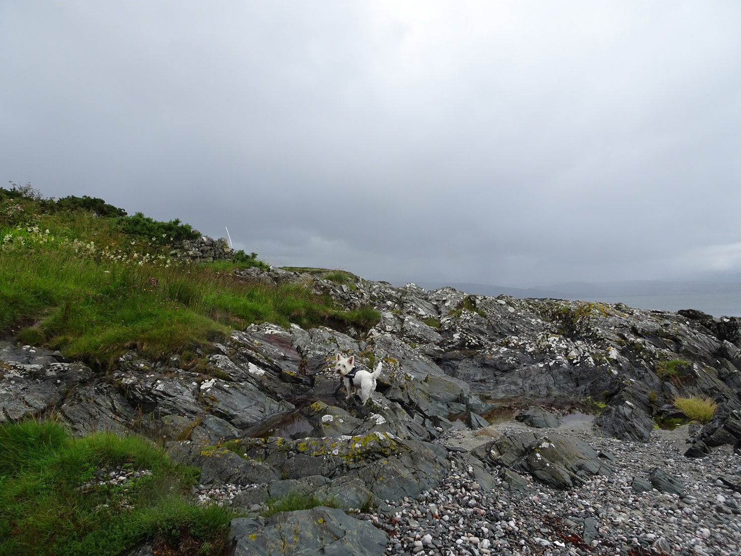 poppysocks climbing out of Port Righ