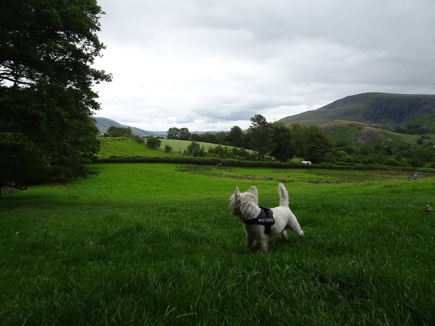 poppysocks going to Castlerigg Stone Circle