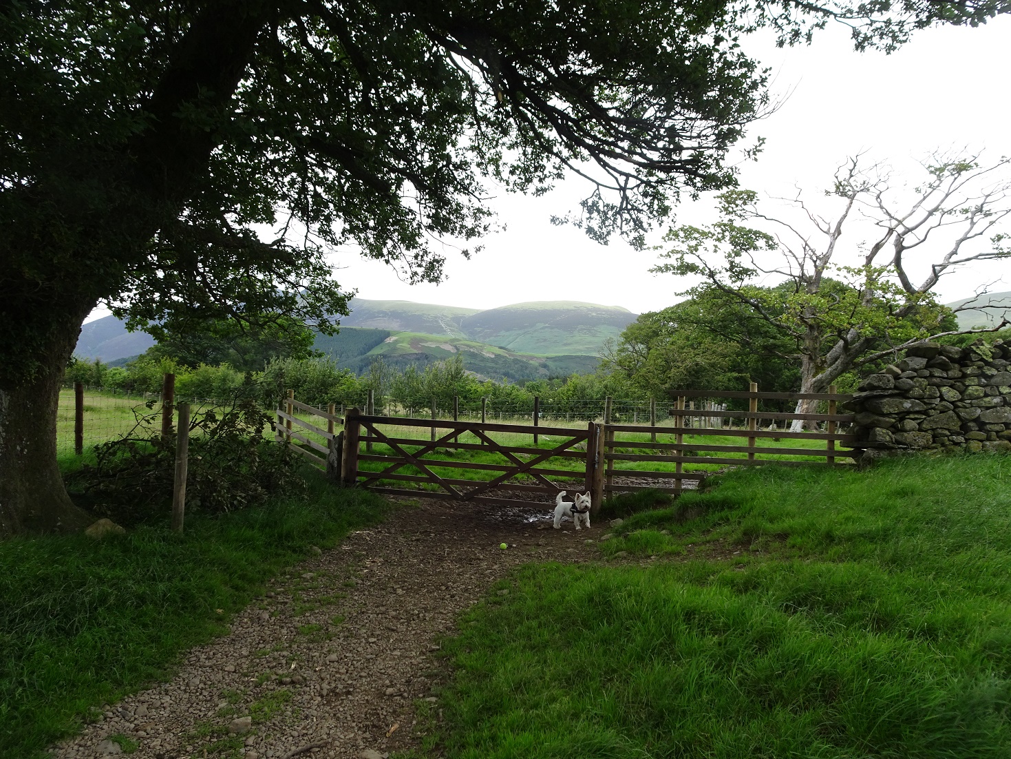 poppysocks gong through a gate in a field Castlerigg