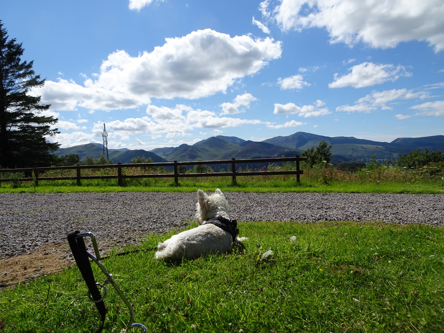 poppysocks lazing in Castlerigg Campsite