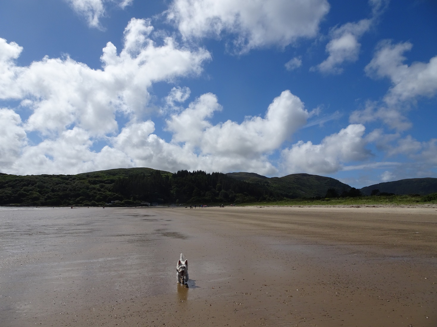 poppysocks on beach at carradale