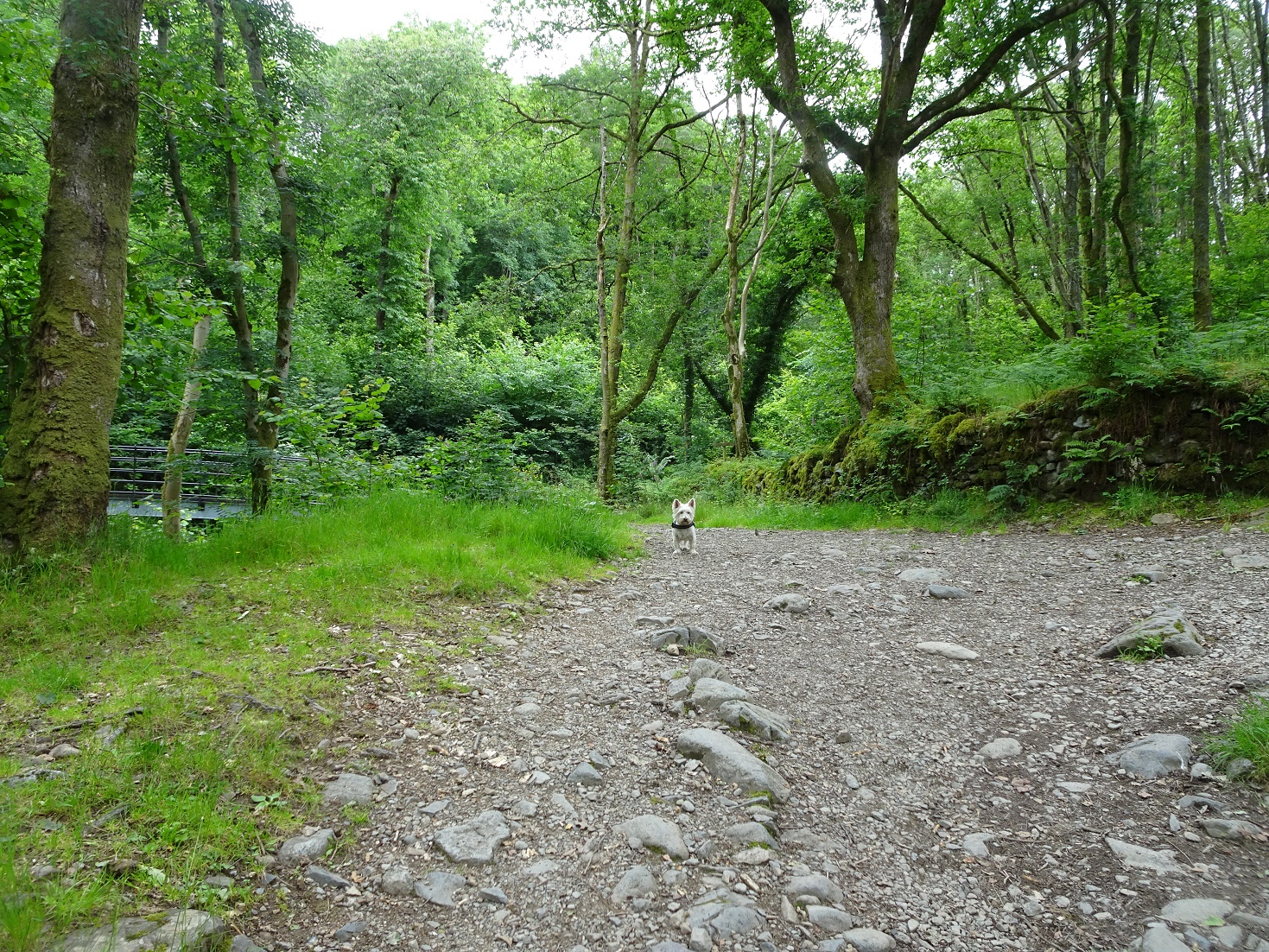 poppysocks on path to Keswick