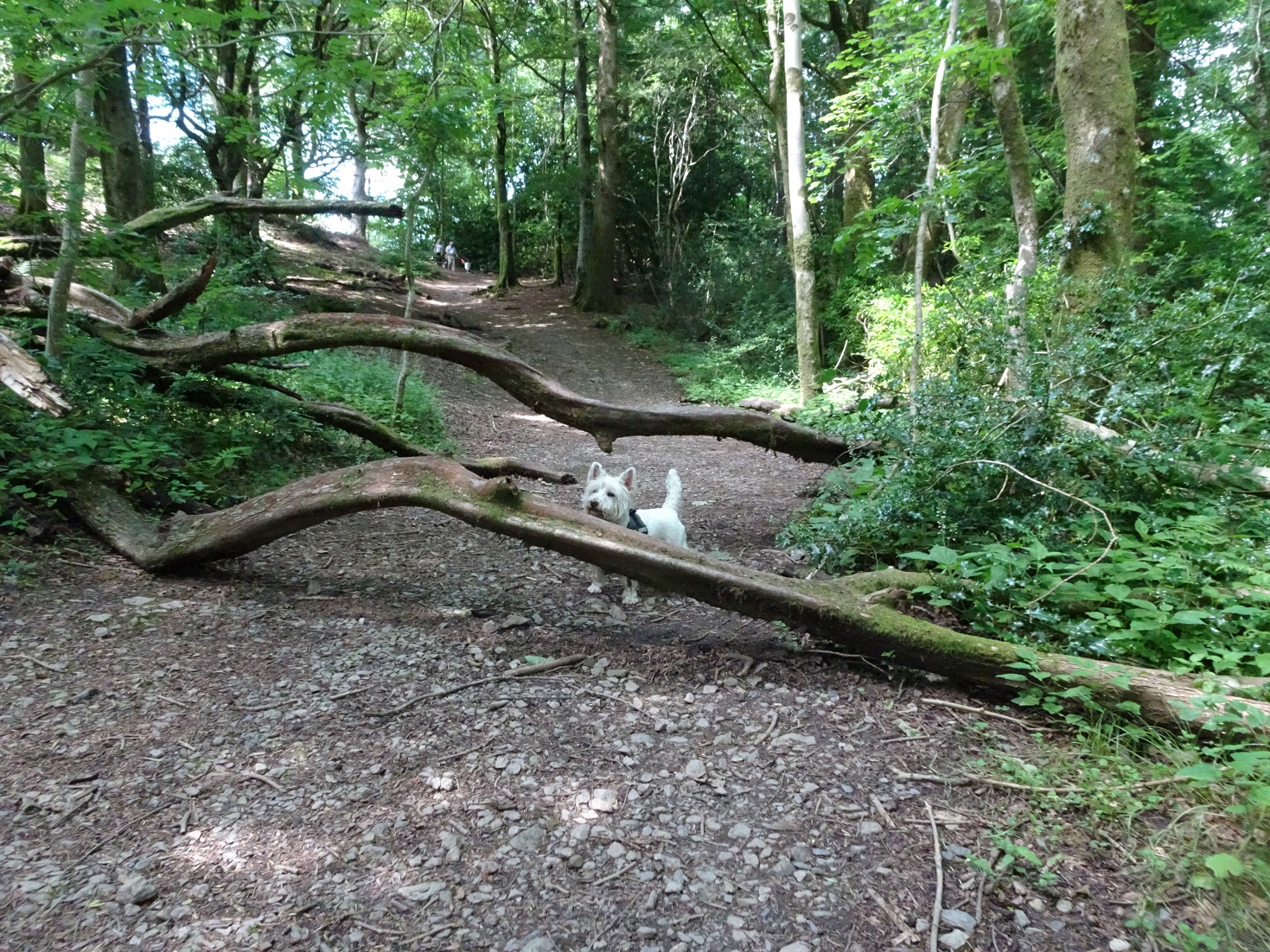 poppysocks puzzled by path