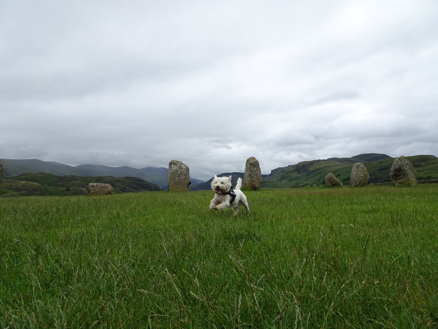 poppysocks running at Castlerigg Stone Circle