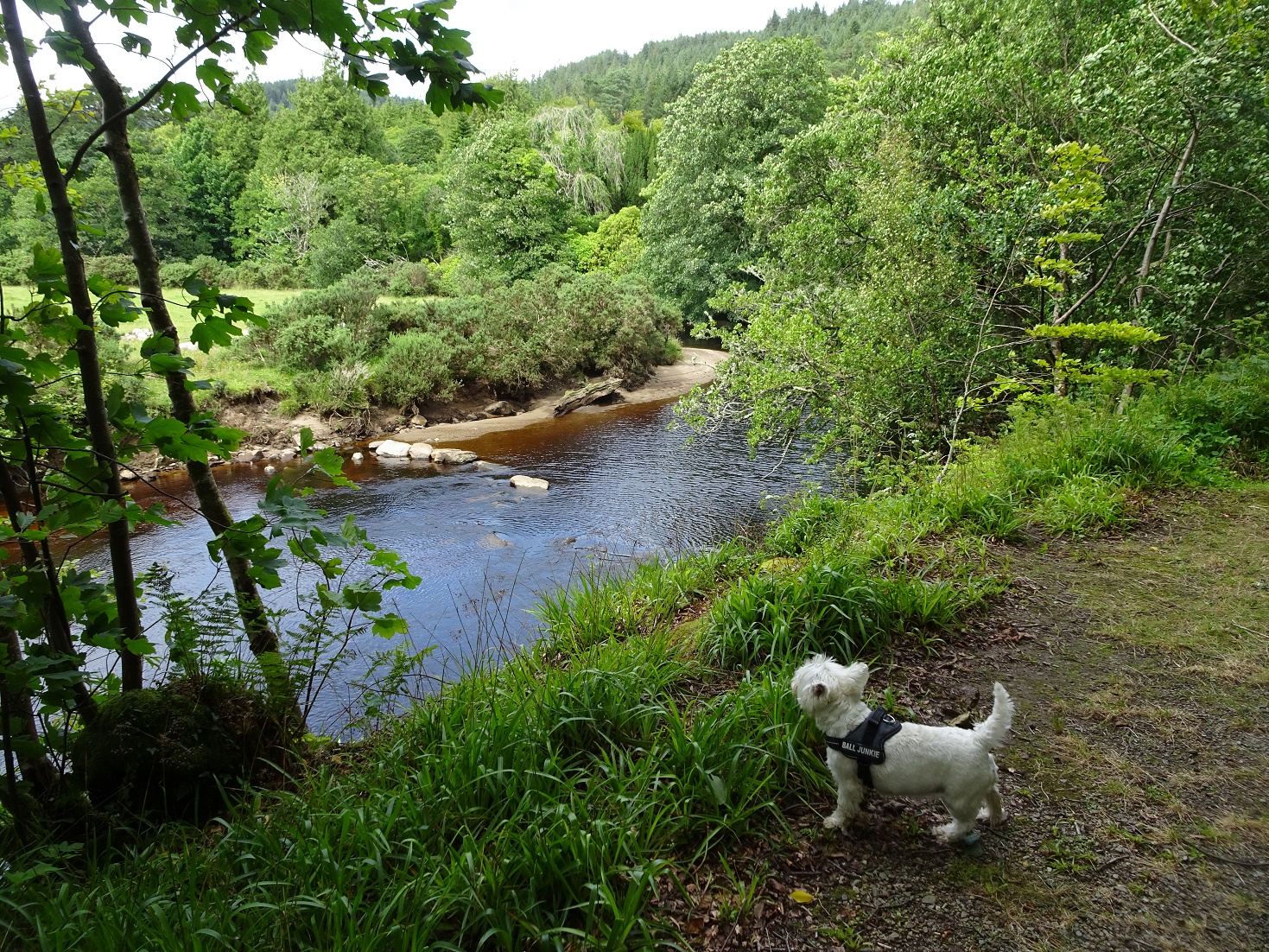 poppysocks sussing a river crossing