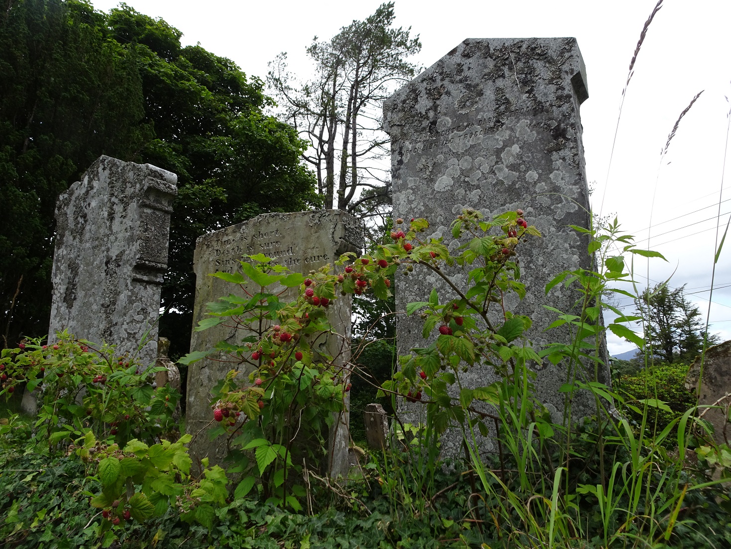 wild Raspberrys at Waterfoot Burial Ground