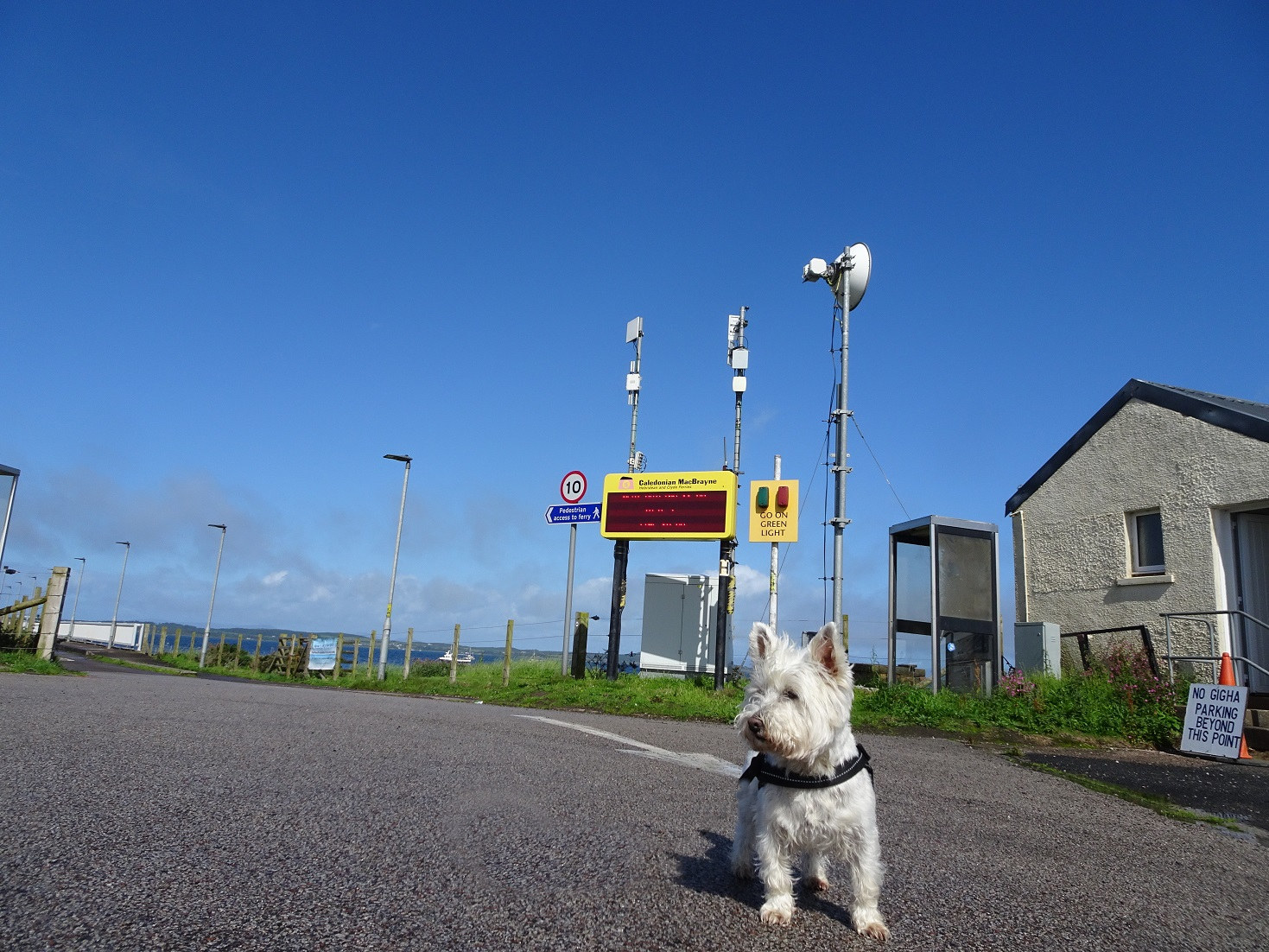 Popppy the westie at Tayinloan