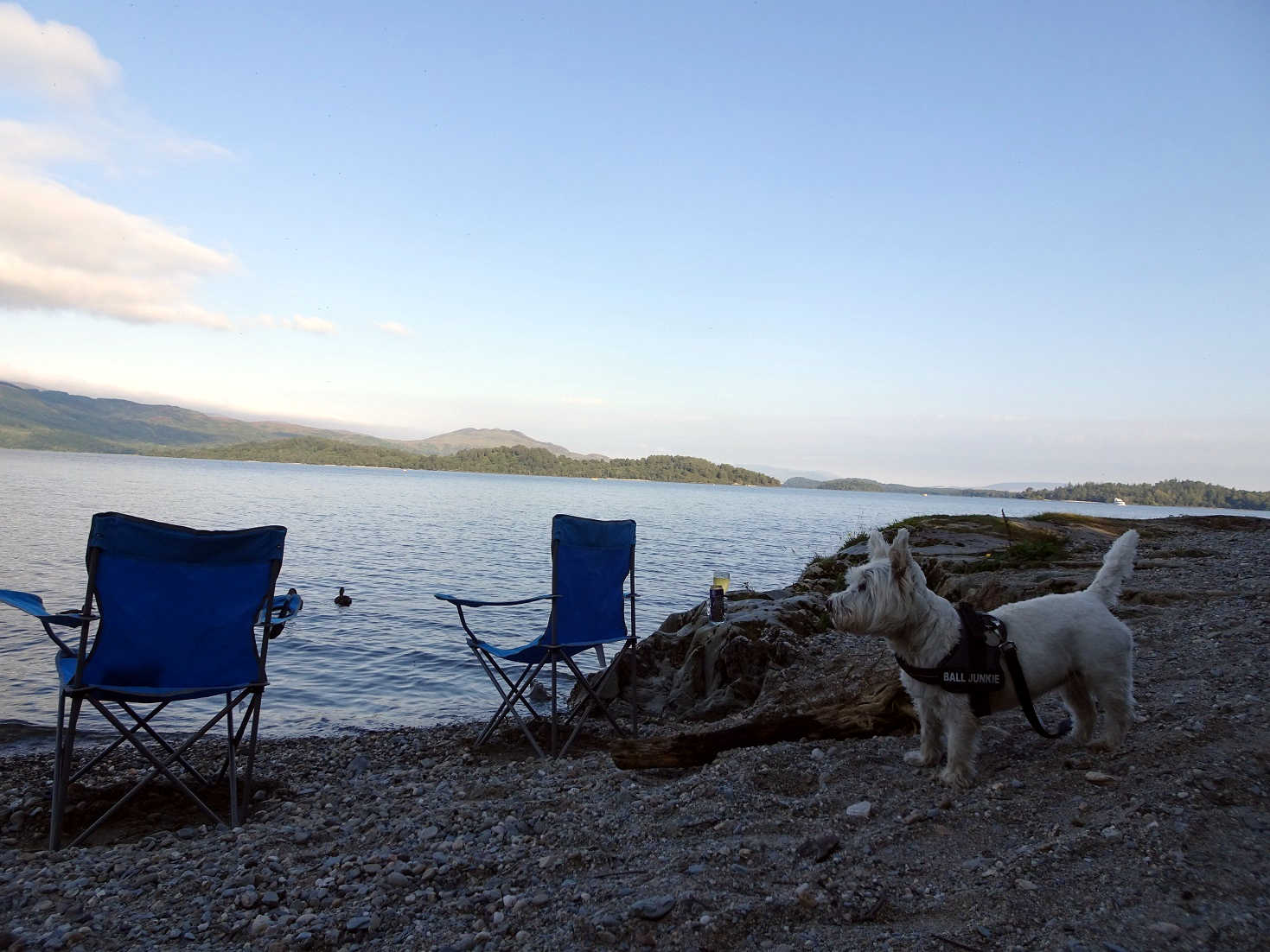 Poppy the westie at Loch Lomond for evening drinks