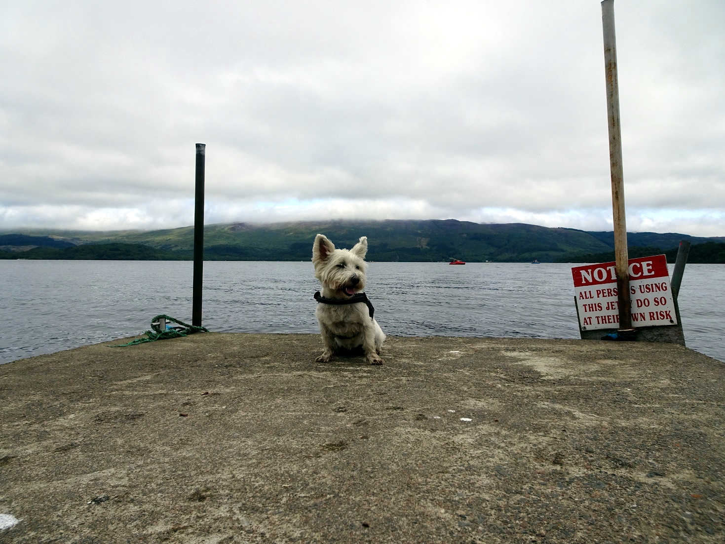 Poppy the westie on the wee jetty at Luss