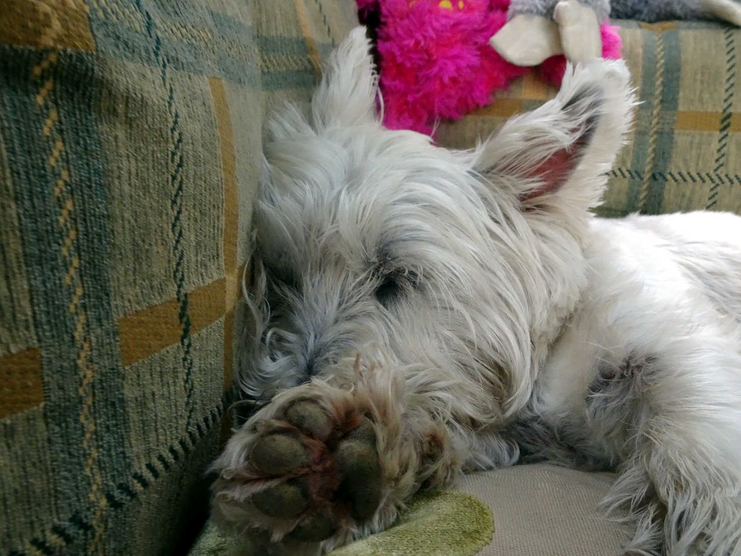 Poppy the westie sleeping in Betsy at Luss